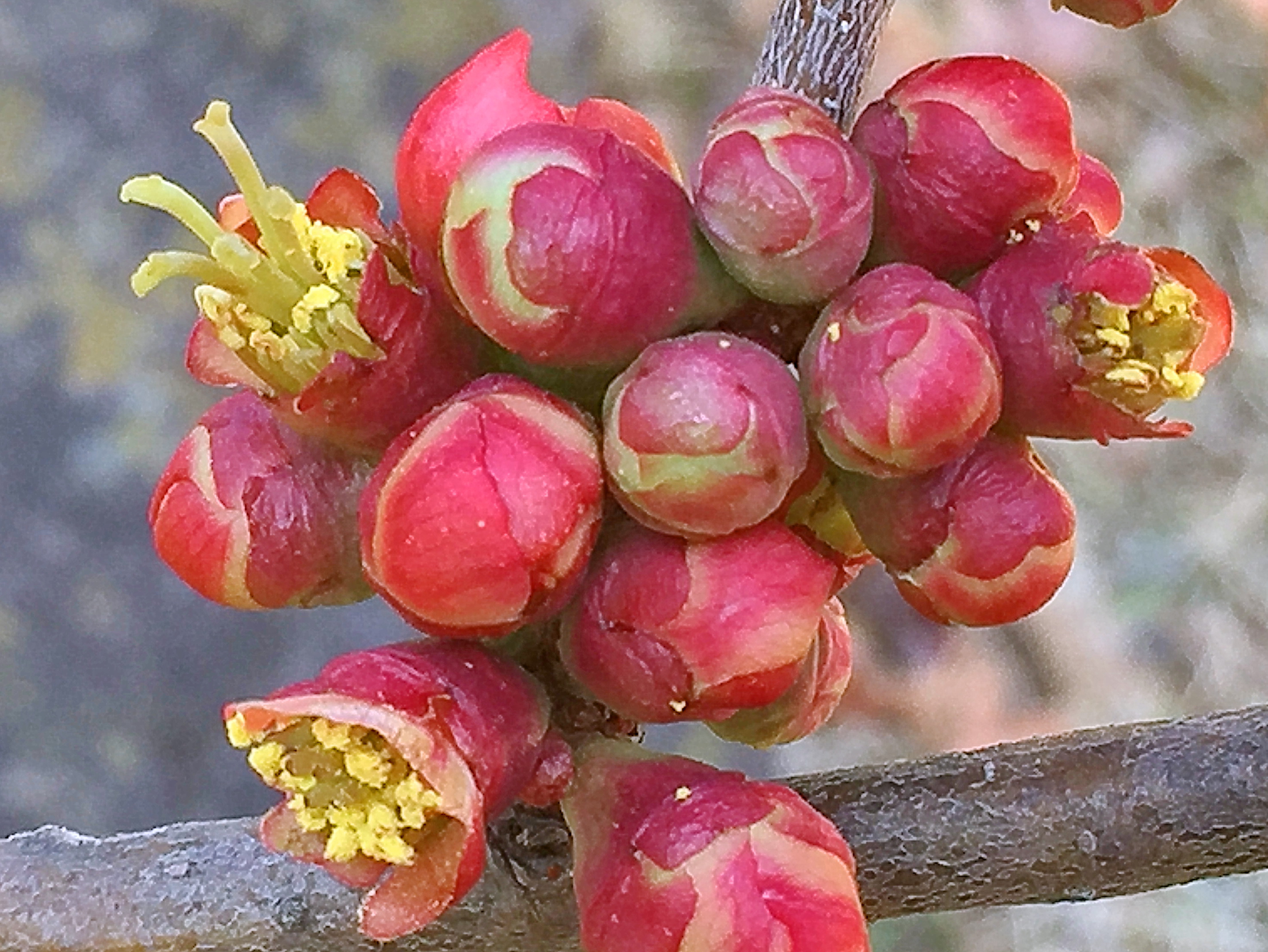 バラ科 ボケ 木瓜 とクサボケ 草木瓜 奥行き１ｍの果樹園