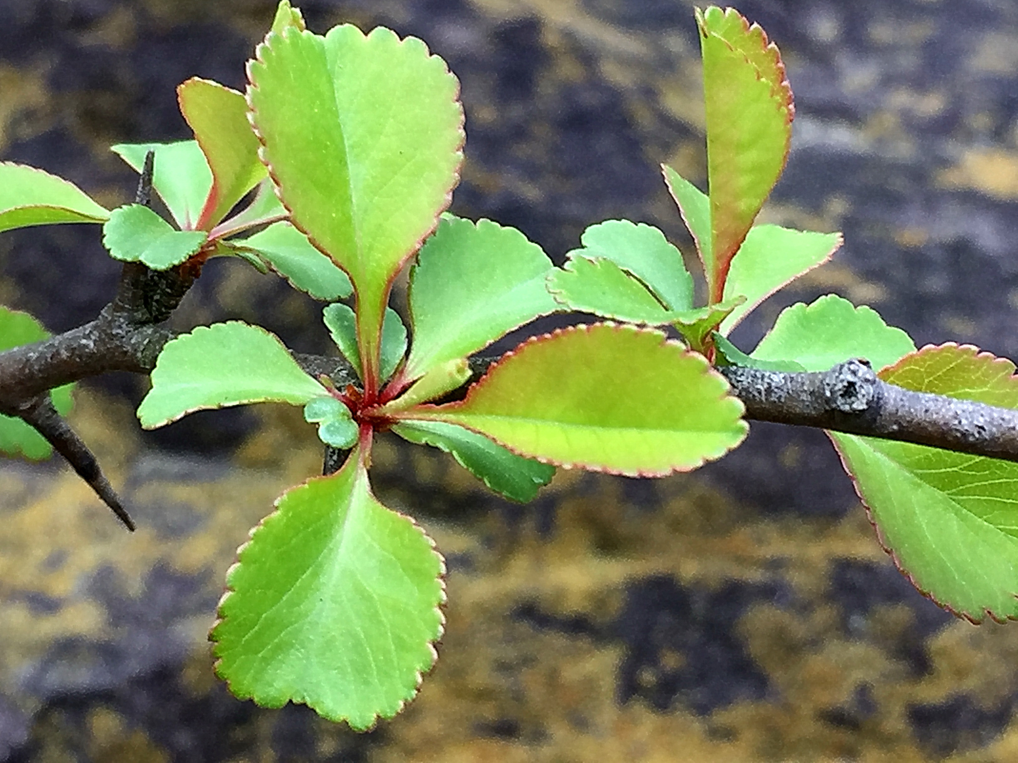バラ科 ボケ 木瓜 とクサボケ 草木瓜 奥行き１ｍの果樹園