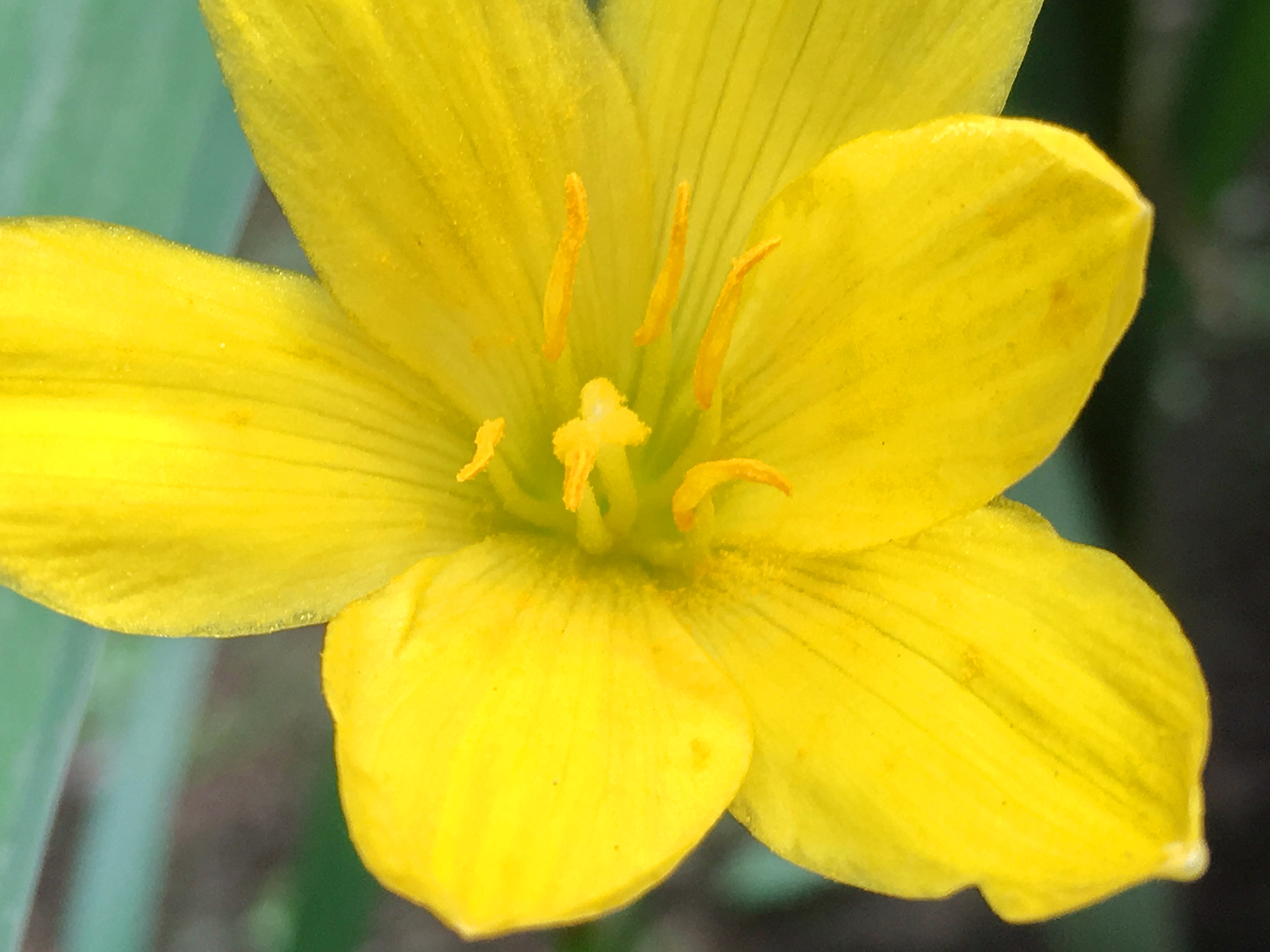 ヒガンバナ科 タマスダレ サフランモドキ キバナサフランモドキ 奥行き１ｍの果樹園