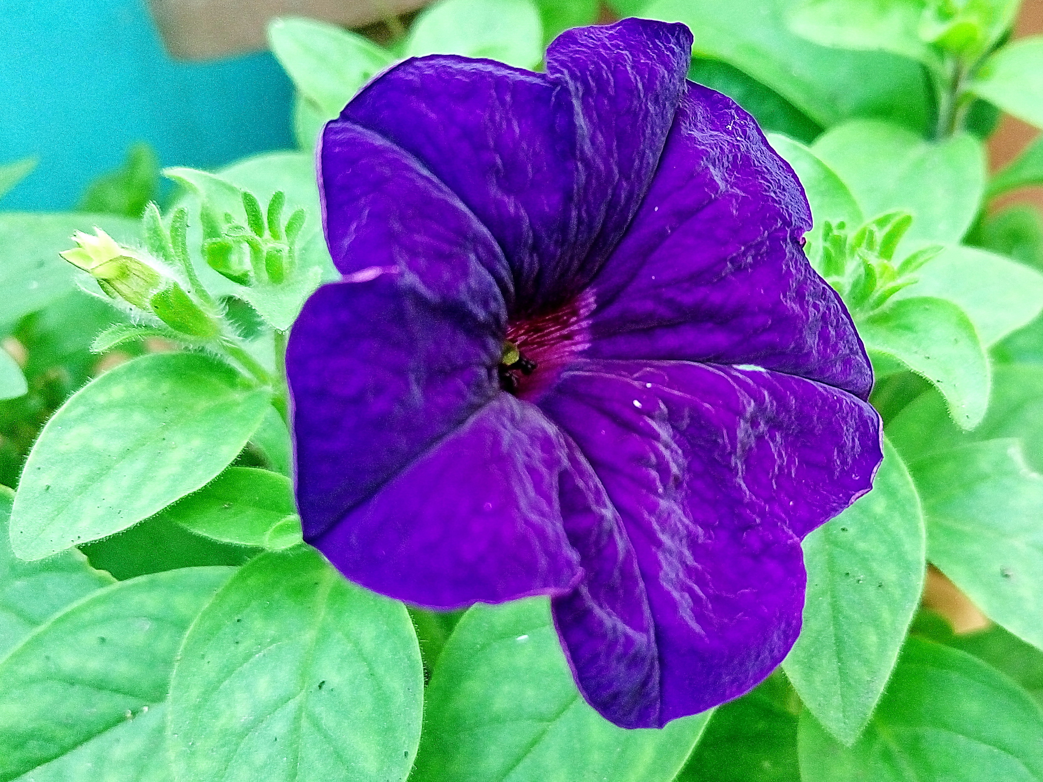 ナス科 ペチュニア 奥行き１ｍの果樹園