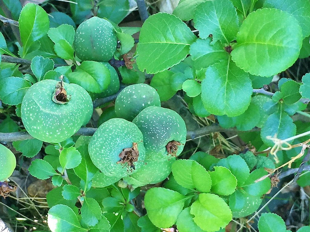 クサボケの果実