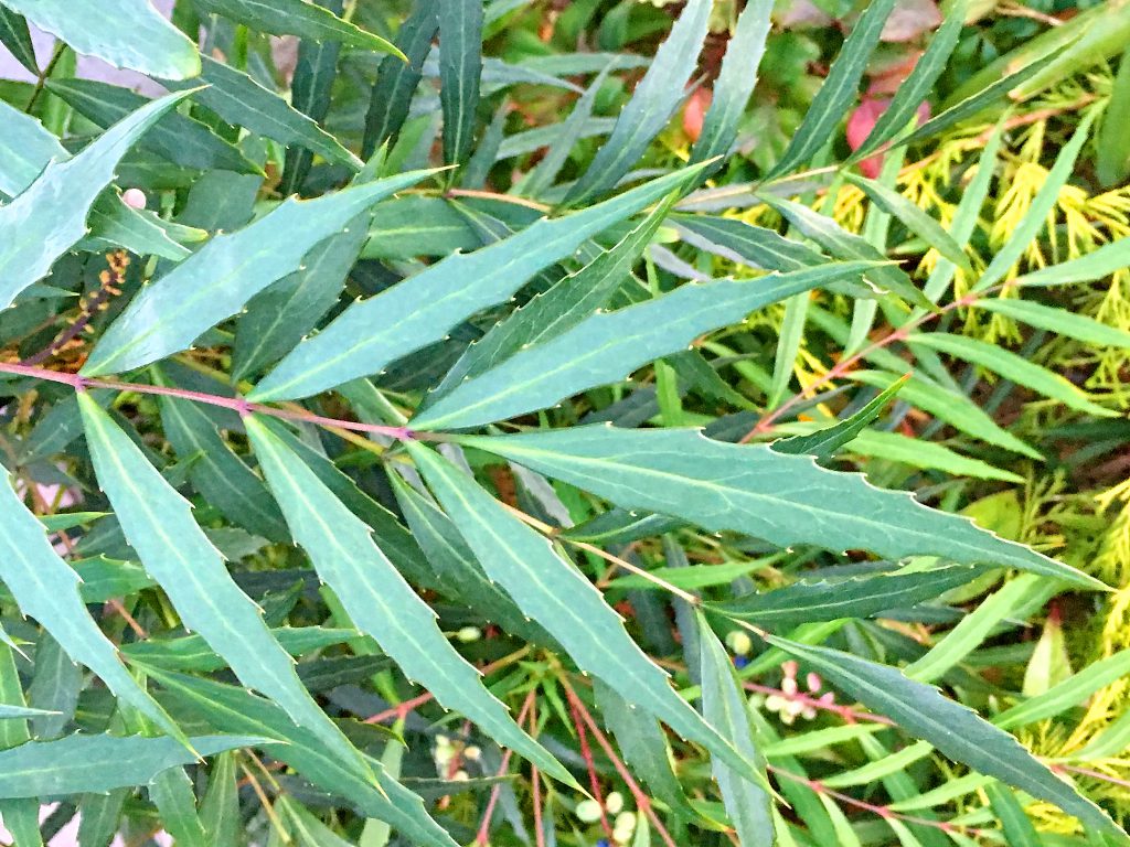 ホソバヒイラギナンテンの葉
