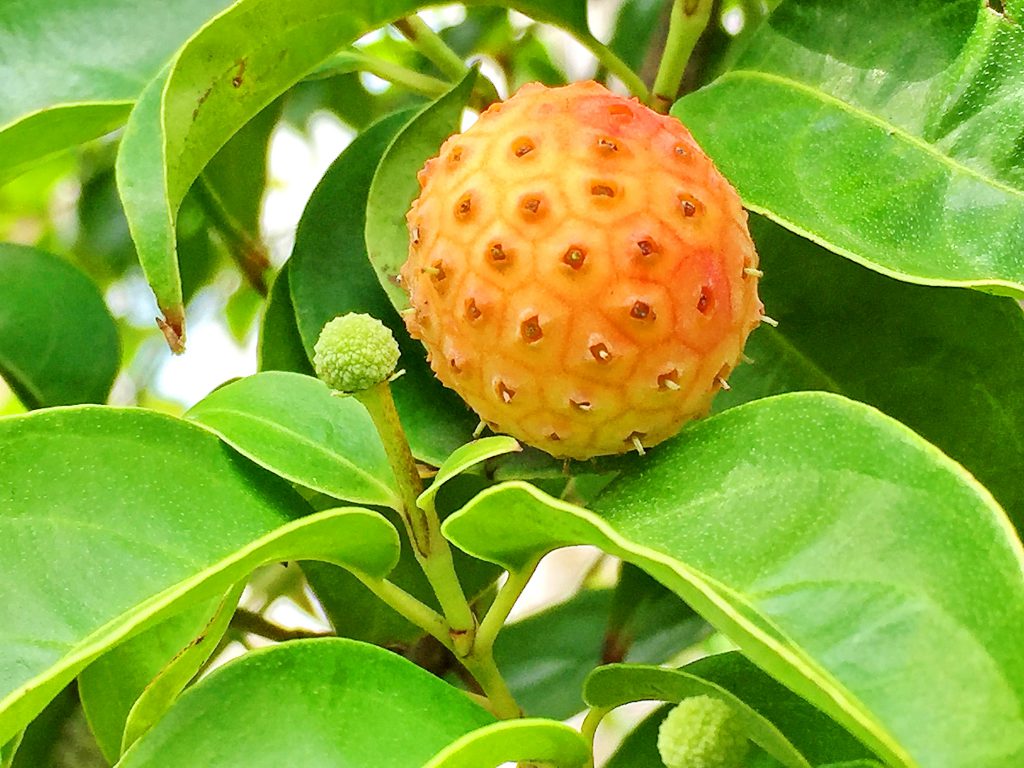 ヤマボウシの亀甲模様の果実