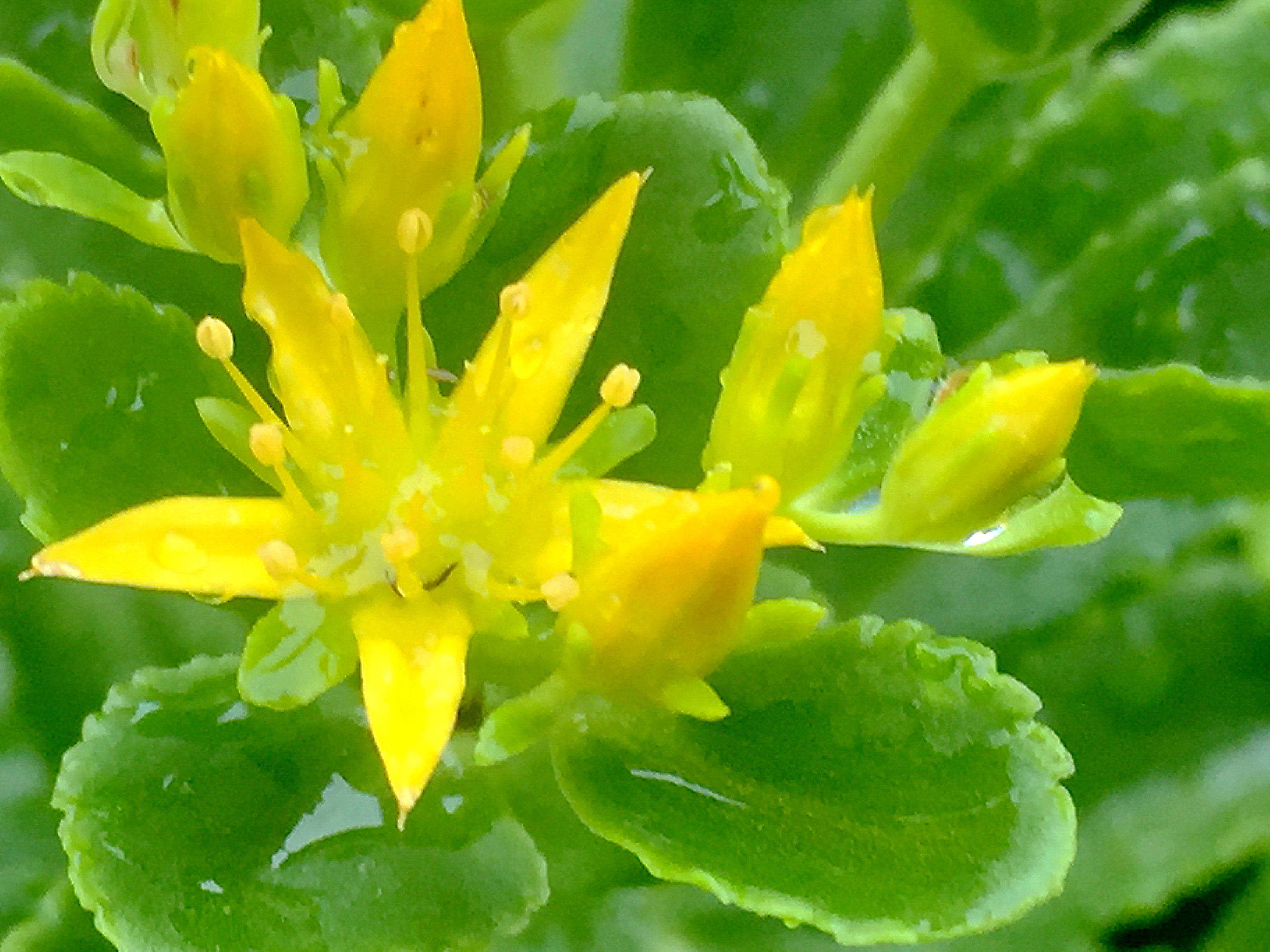 ベンケイソウ科 キリンソウ 麒麟草 黄輪草 奥行き１ｍの果樹園