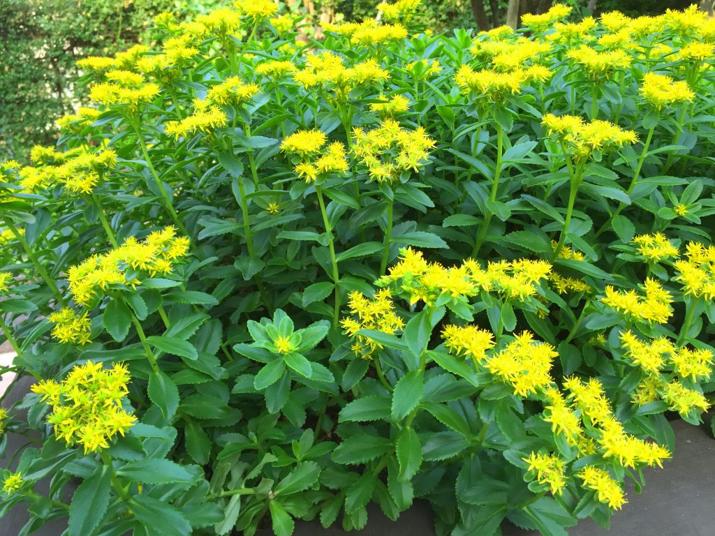 ベンケイソウ科~キリンソウ(麒麟草、黄輪草) - 奥行き1mの果樹園