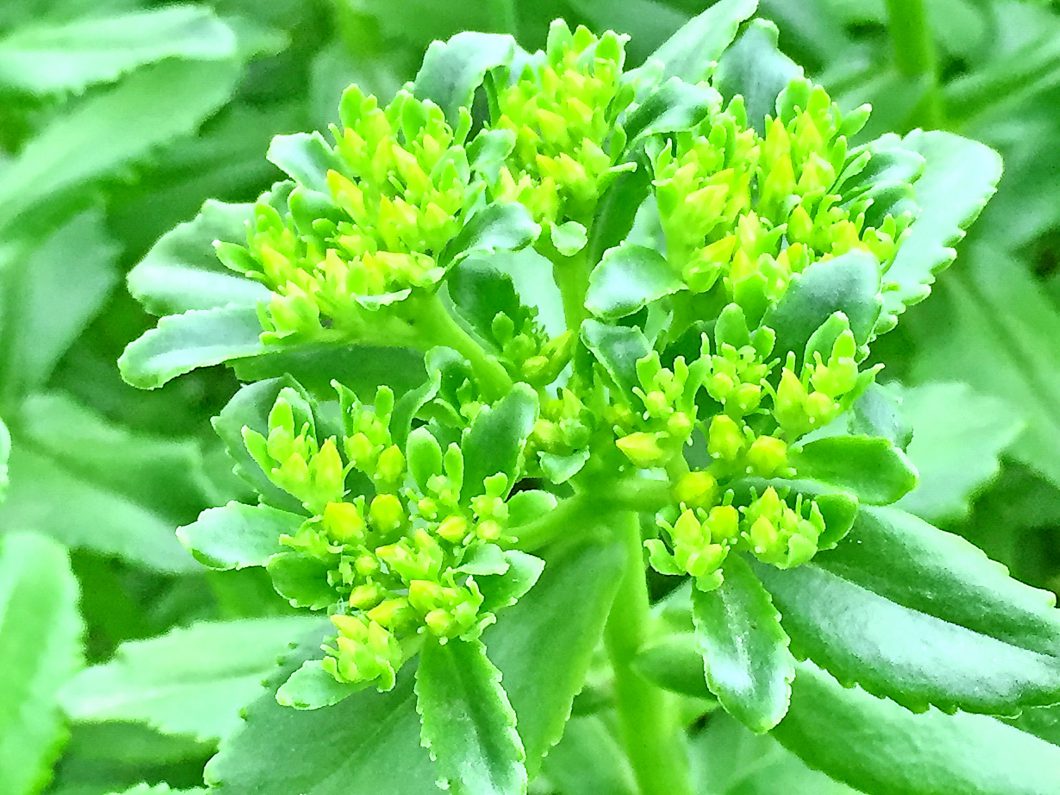 ベンケイソウ科~キリンソウ(麒麟草、黄輪草) - 奥行き1mの果樹園