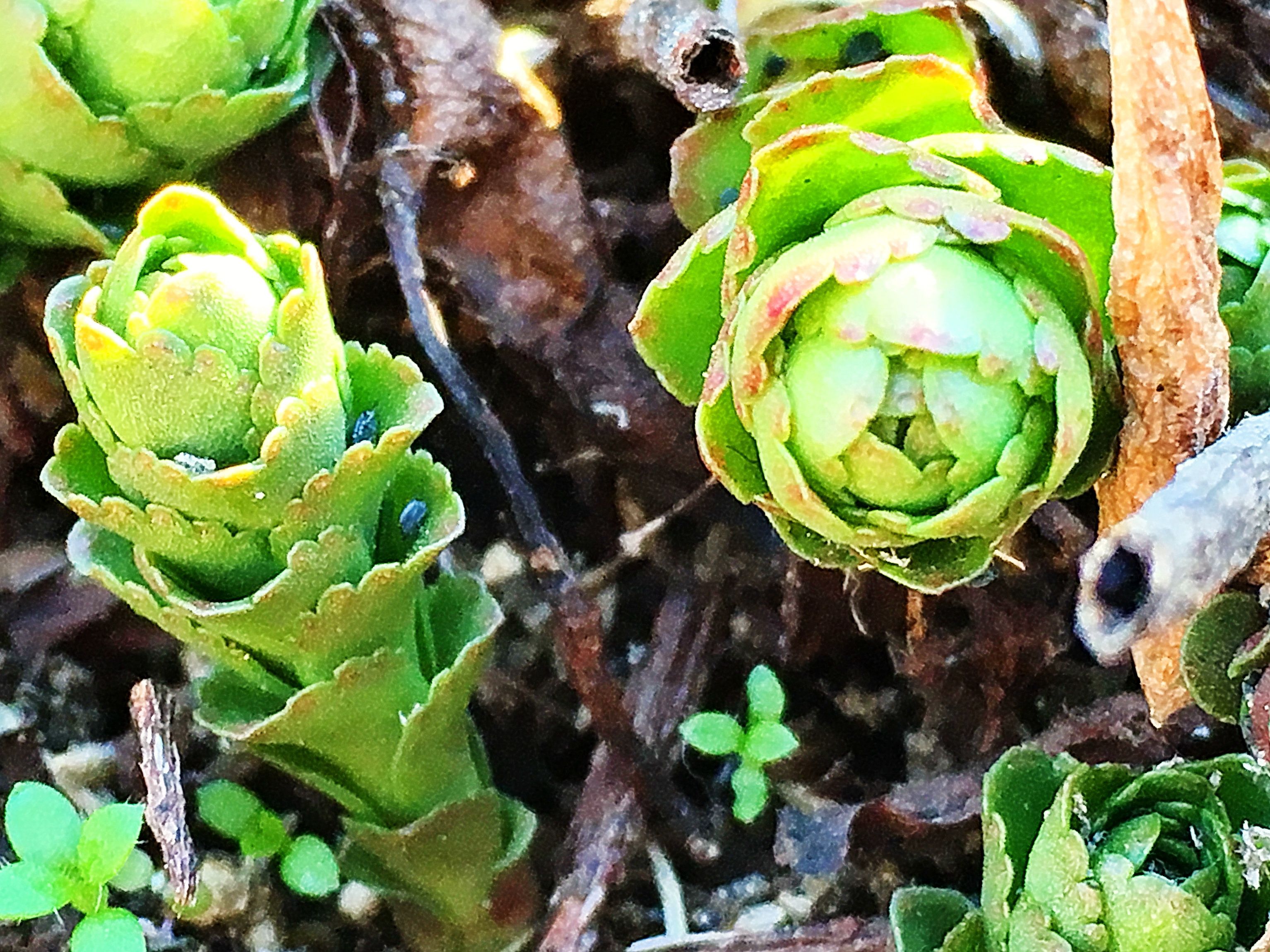 ベンケイソウ科~キリンソウ(麒麟草、黄輪草) - 奥行き1mの果樹園