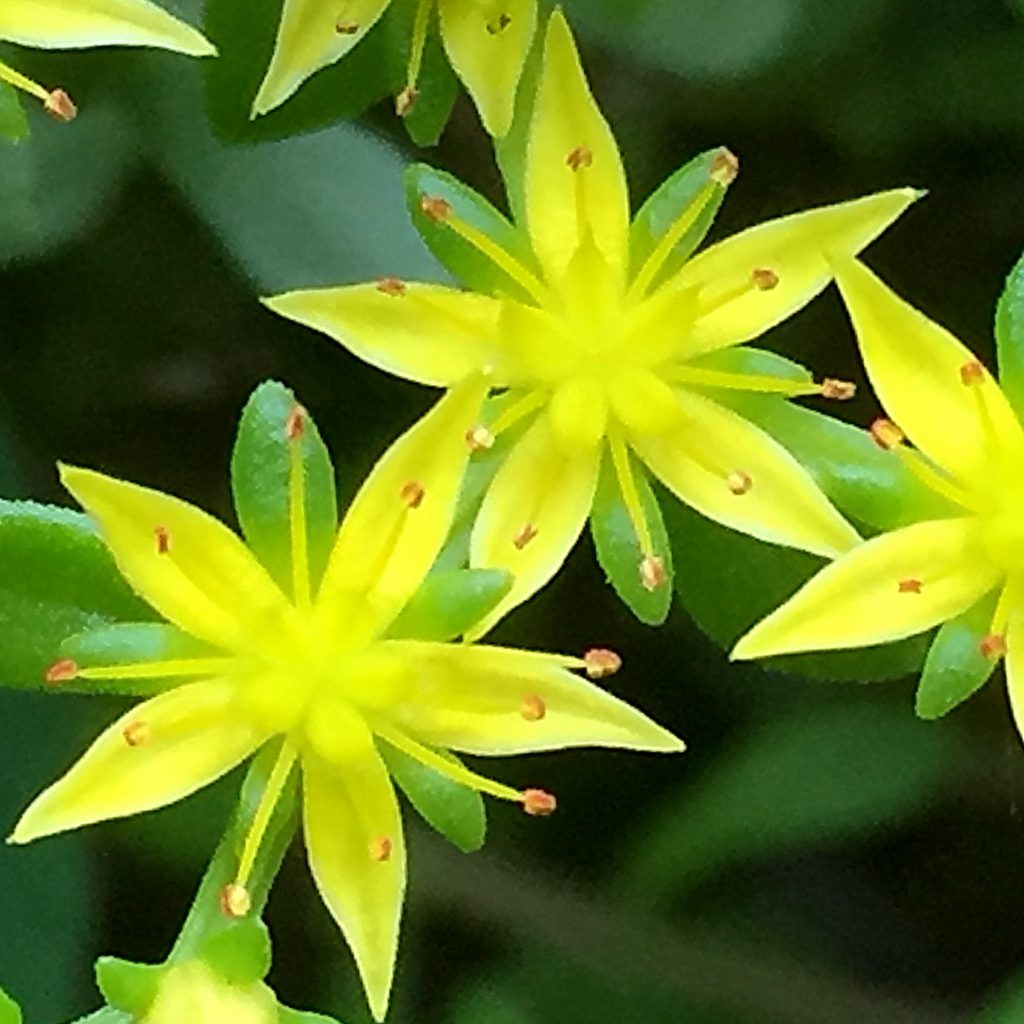 ベンケイソウ科~キリンソウ(麒麟草、黄輪草) - 奥行き1mの果樹園