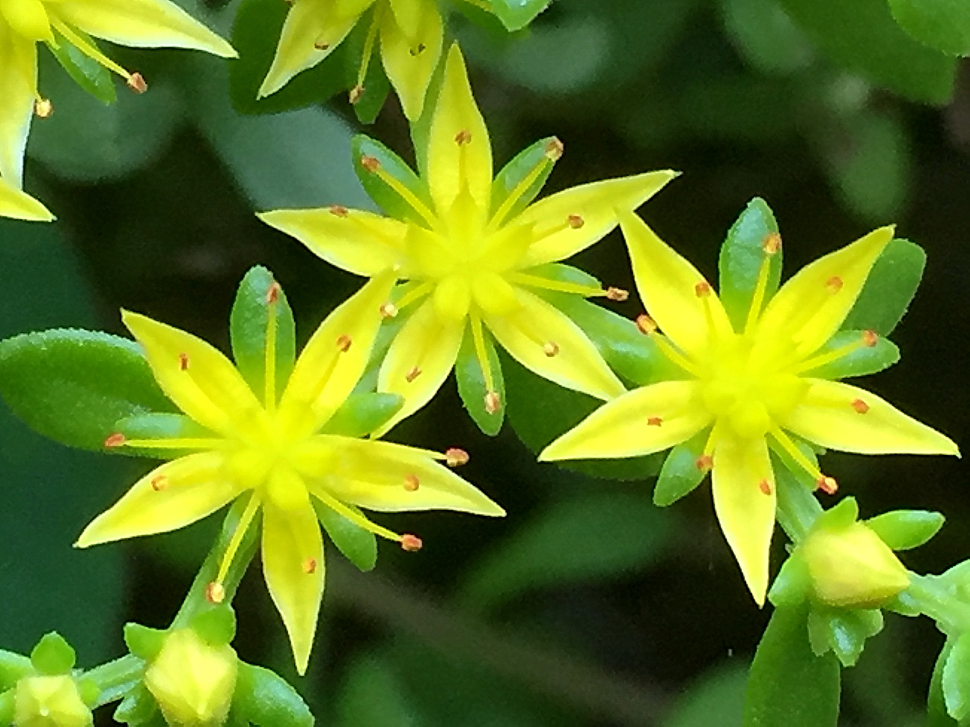 ベンケイソウ科 コモチマンネングサとオカタイトゴメ 奥行き１ｍの果樹園