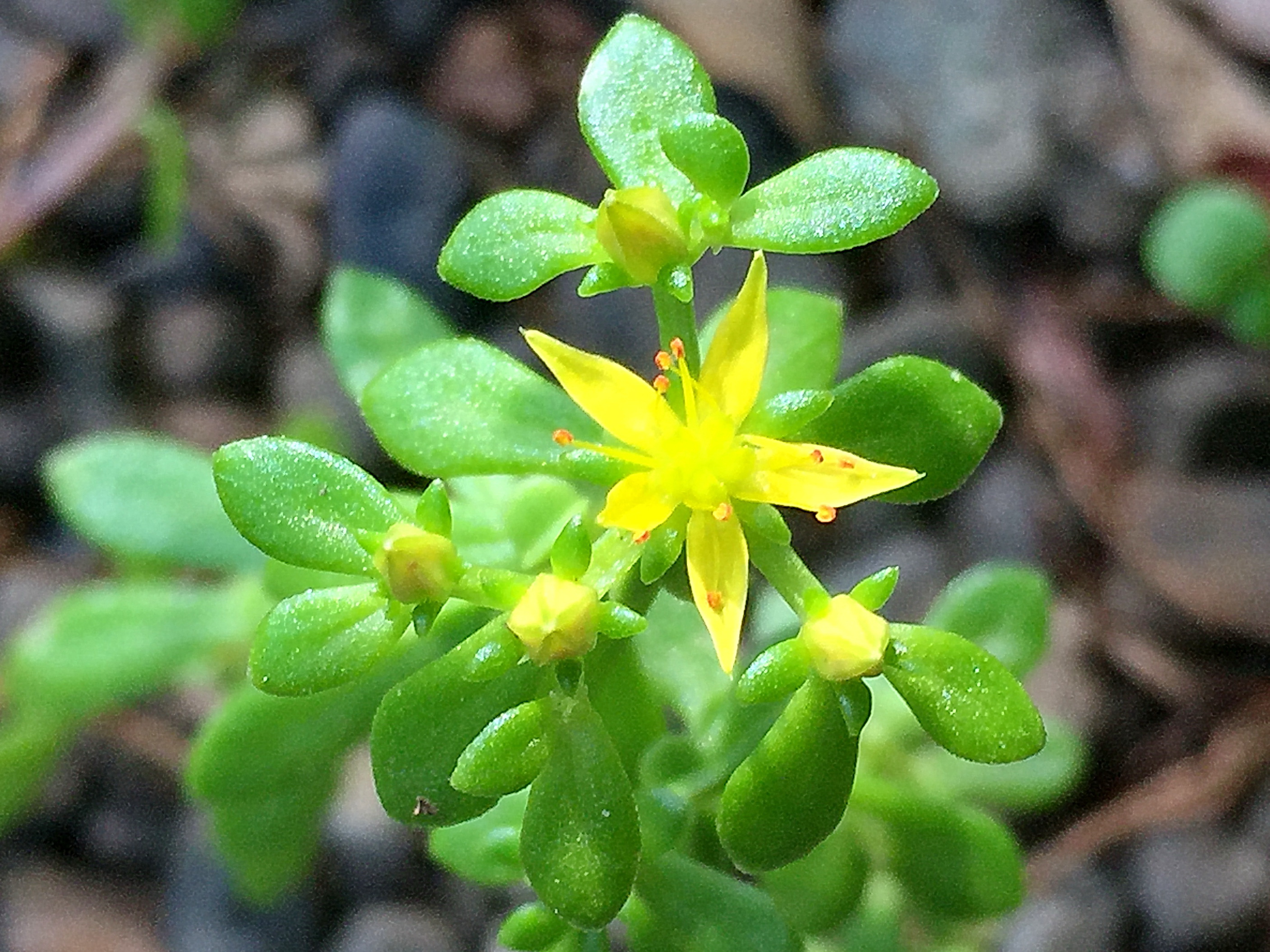 ベンケイソウ科 コモチマンネングサとオカタイトゴメ 奥行き１ｍの果樹園