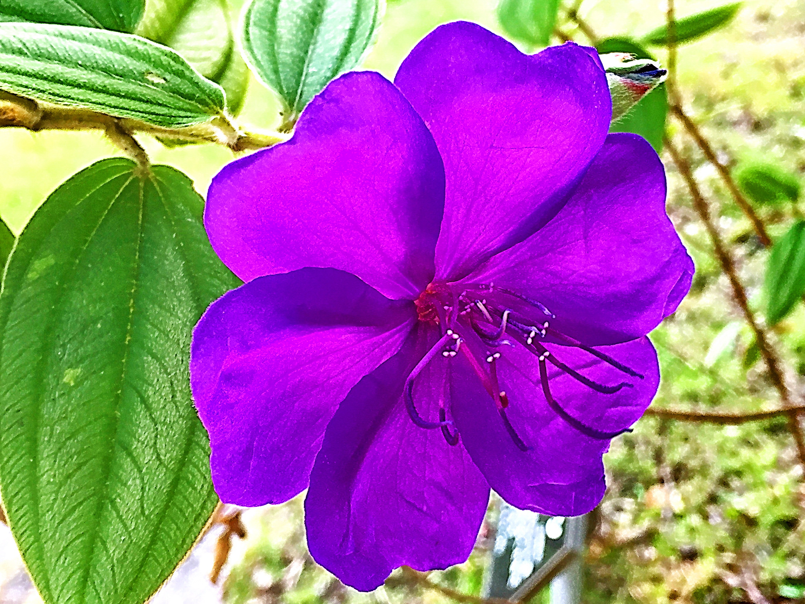 ノボタン科 シコンノボタン 紫紺野牡丹 奥行き１ｍの果樹園