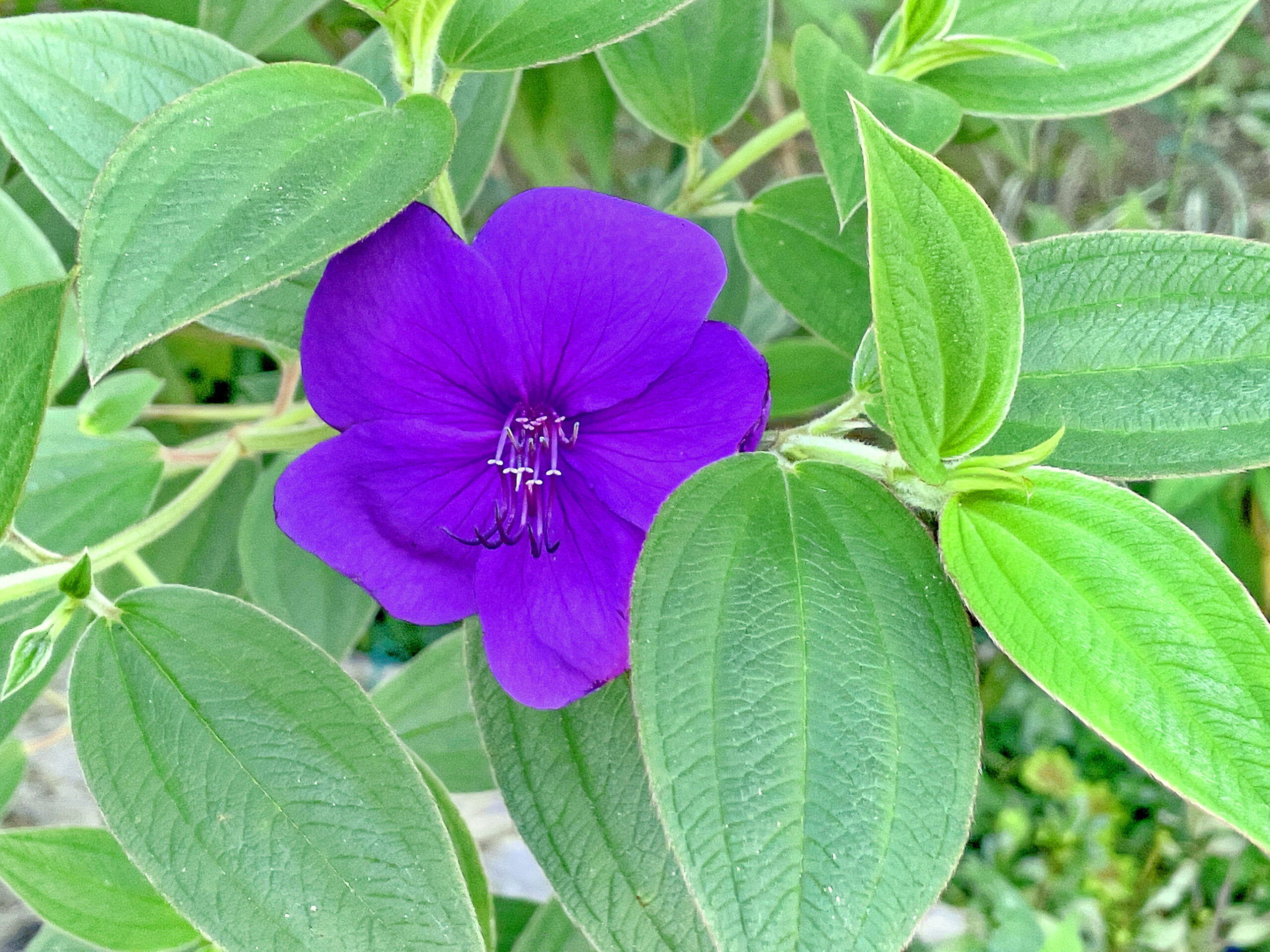 ノボタン科 シコンノボタン 紫紺野牡丹 奥行き１ｍの果樹園