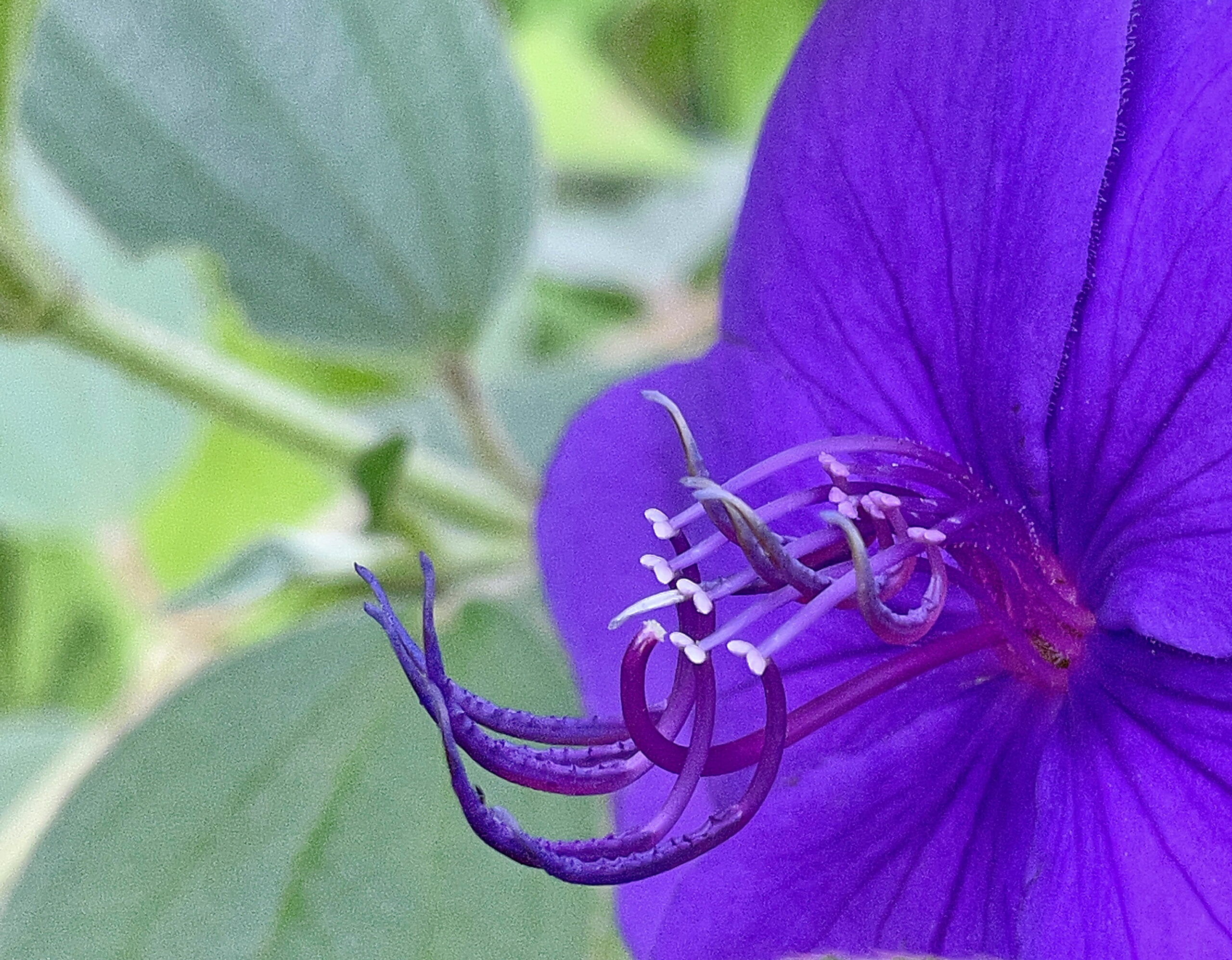 ノボタン科 シコンノボタン 紫紺野牡丹 奥行き１ｍの果樹園