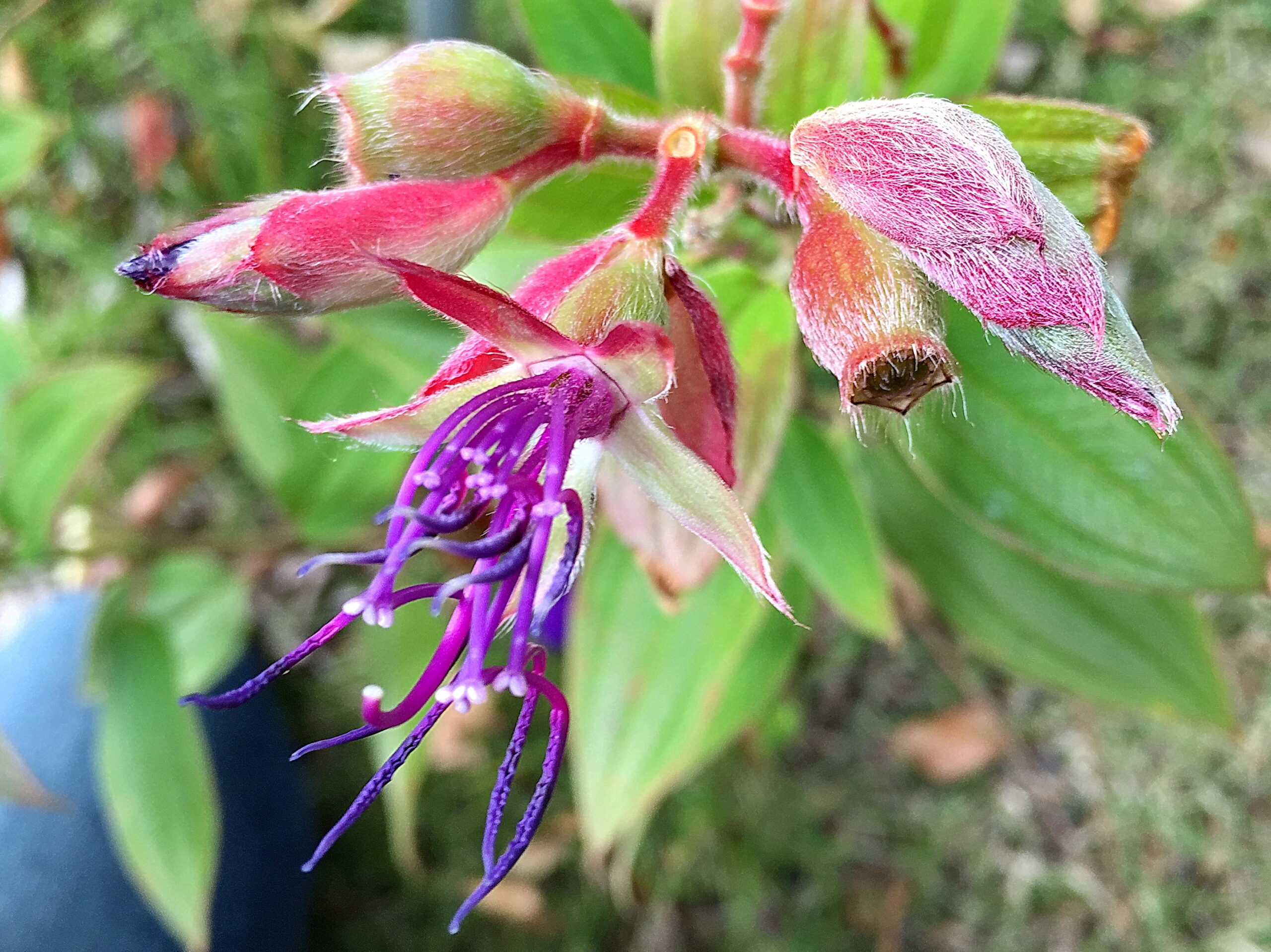 ノボタン科 シコンノボタン 紫紺野牡丹 奥行き１ｍの果樹園