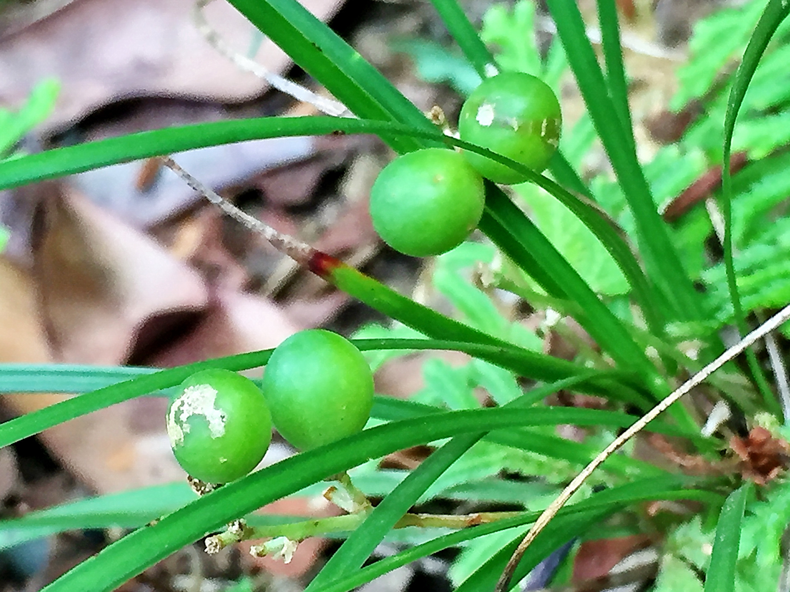 キジカクシ科 ヤブランとヒメヤブラン 奥行き１ｍの果樹園