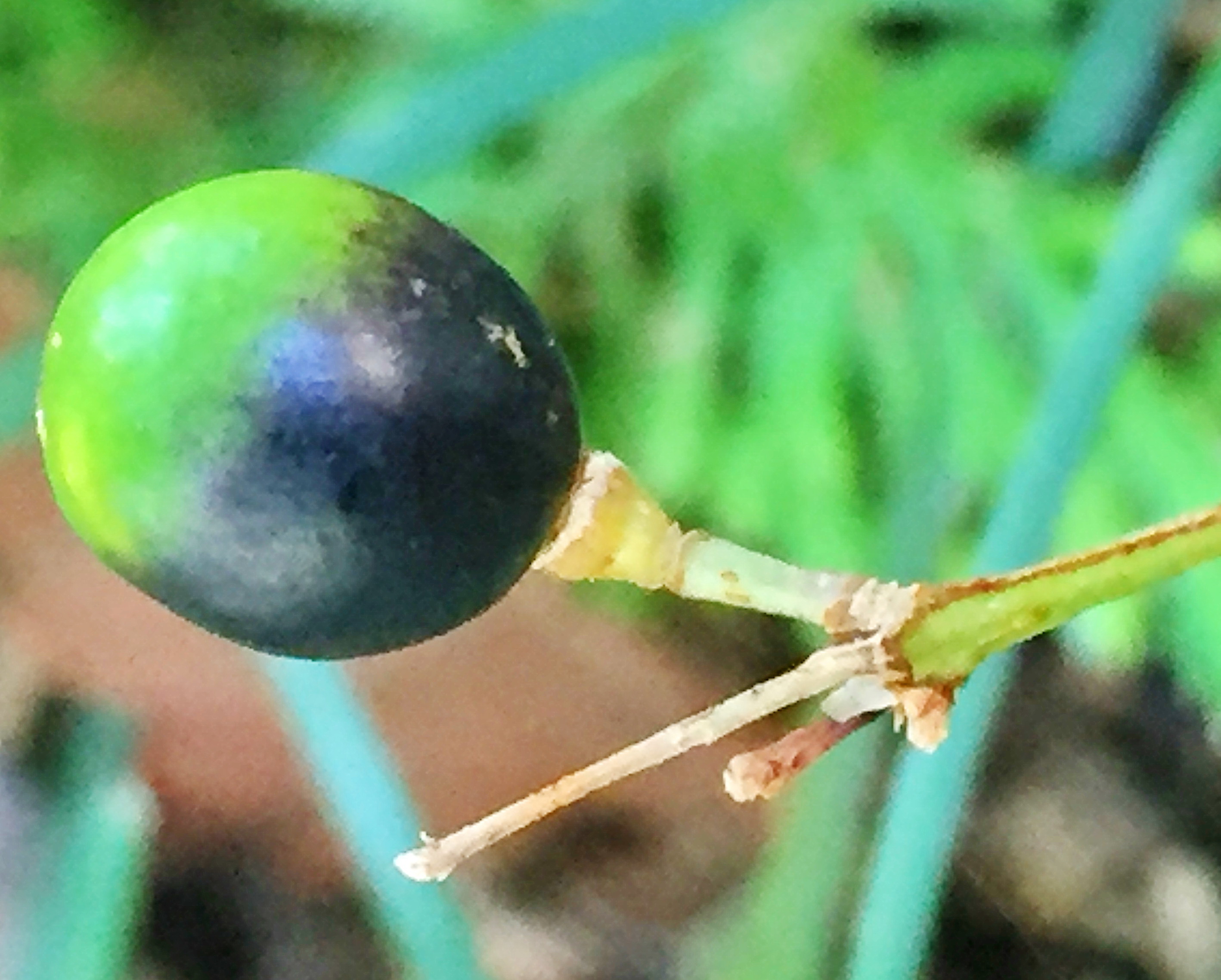 キジカクシ科 ヤブランとヒメヤブラン 奥行き１ｍの果樹園