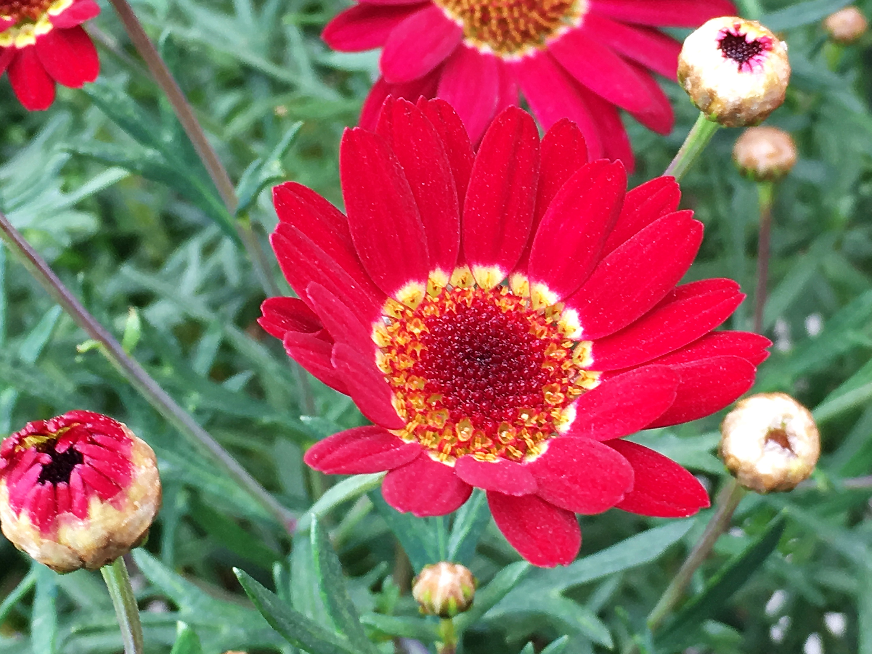 キク科 マーガレット 木春菊 奥行き１ｍの果樹園