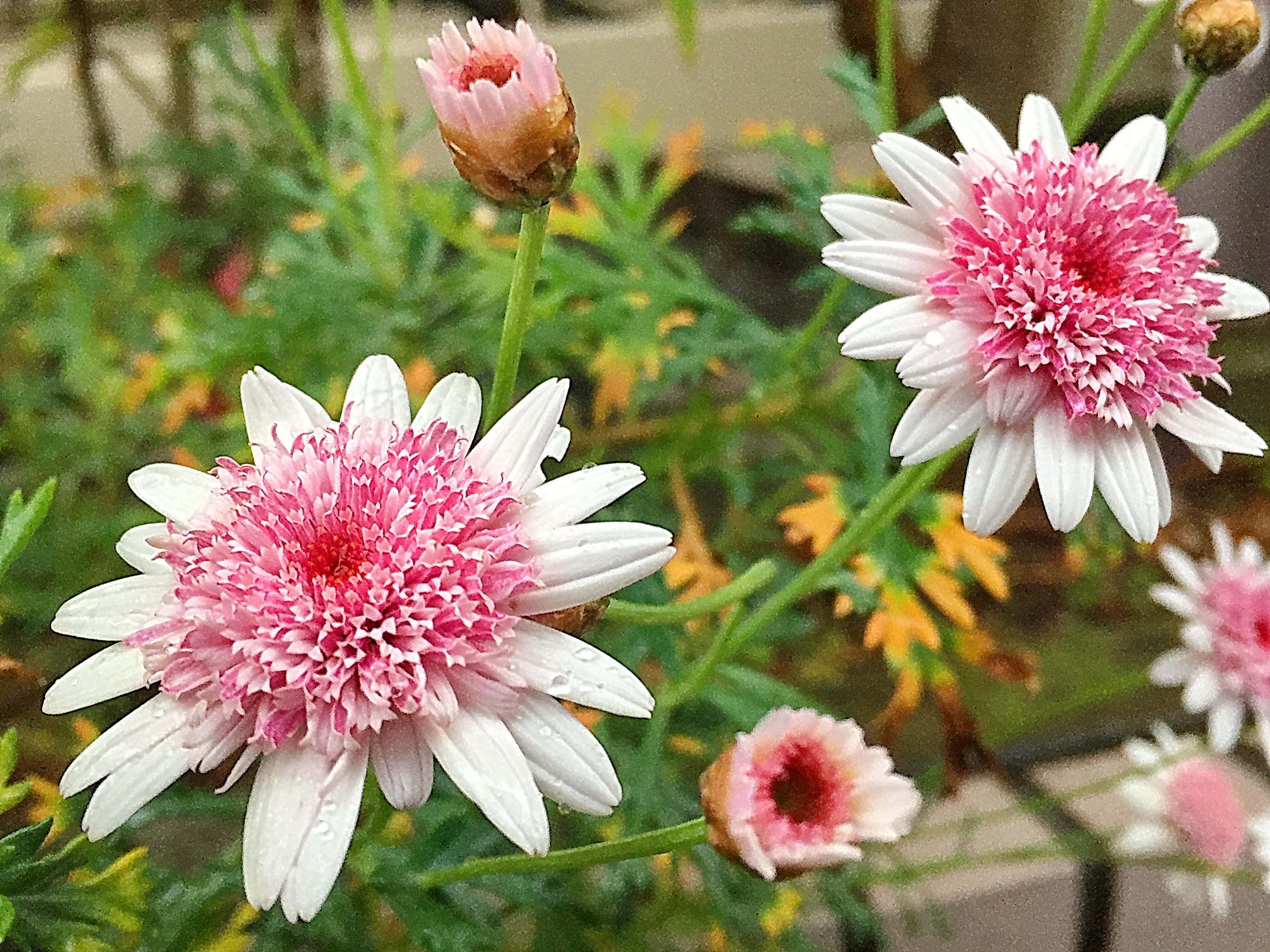 キク科 マーガレット 木春菊 奥行き１ｍの果樹園