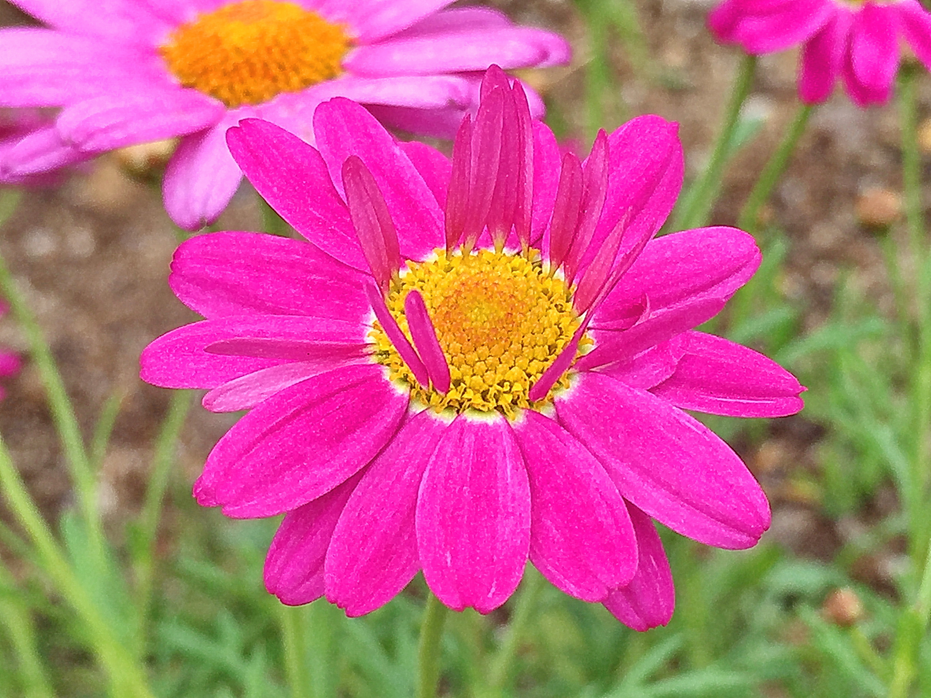 キク科 マーガレット 木春菊 奥行き１ｍの果樹園