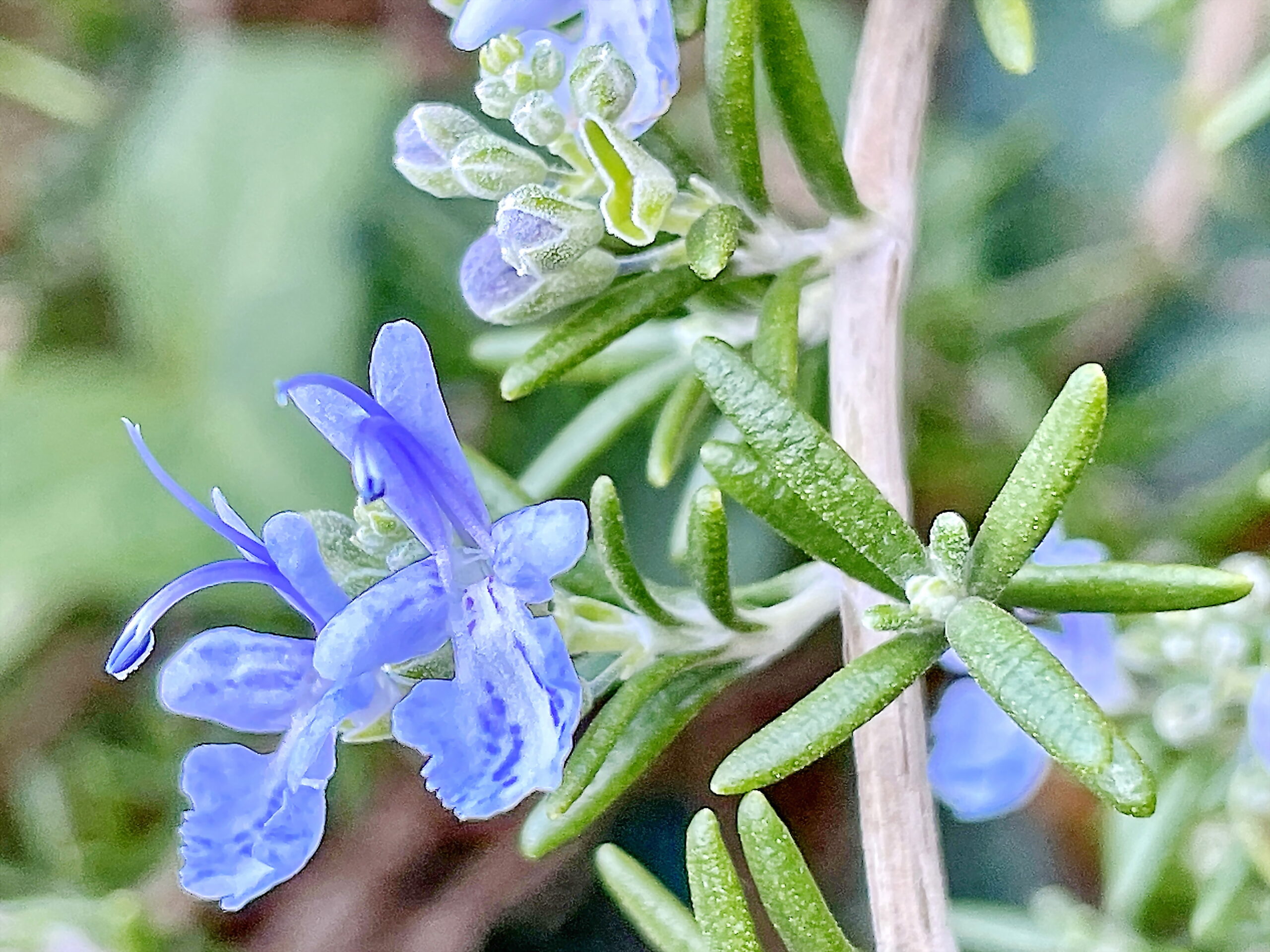 シソ科 ローズマリー 奥行き１ｍの果樹園