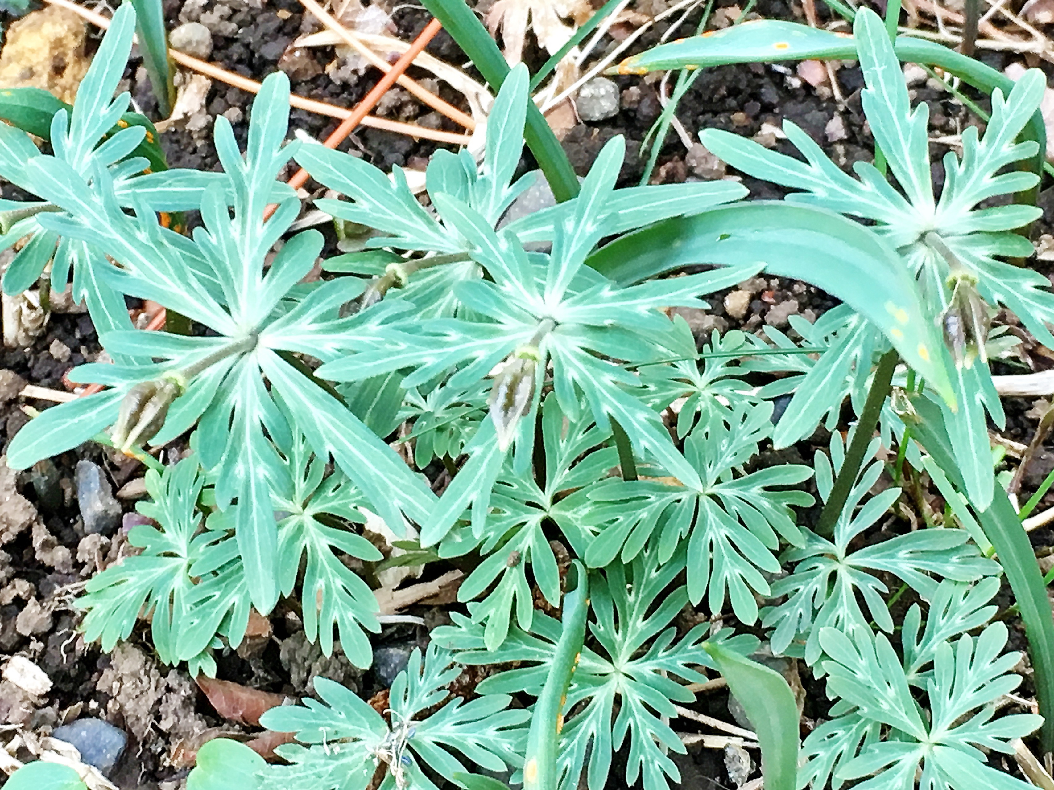 キンポウゲ科 セツブンソウ 節分草 奥行き１ｍの果樹園