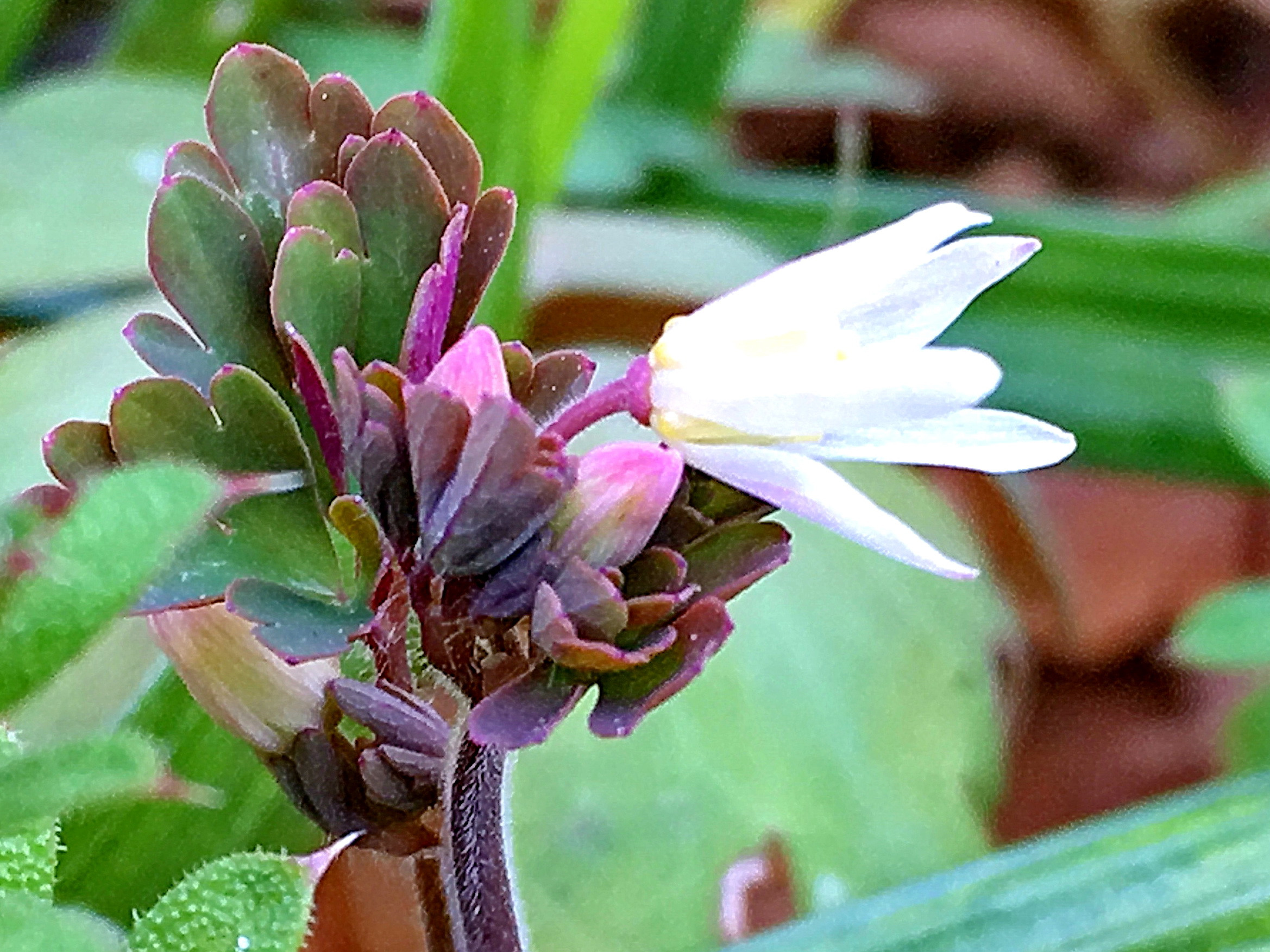 キンポウゲ科 ヒメウズ 姫烏頭 奥行き１ｍの果樹園