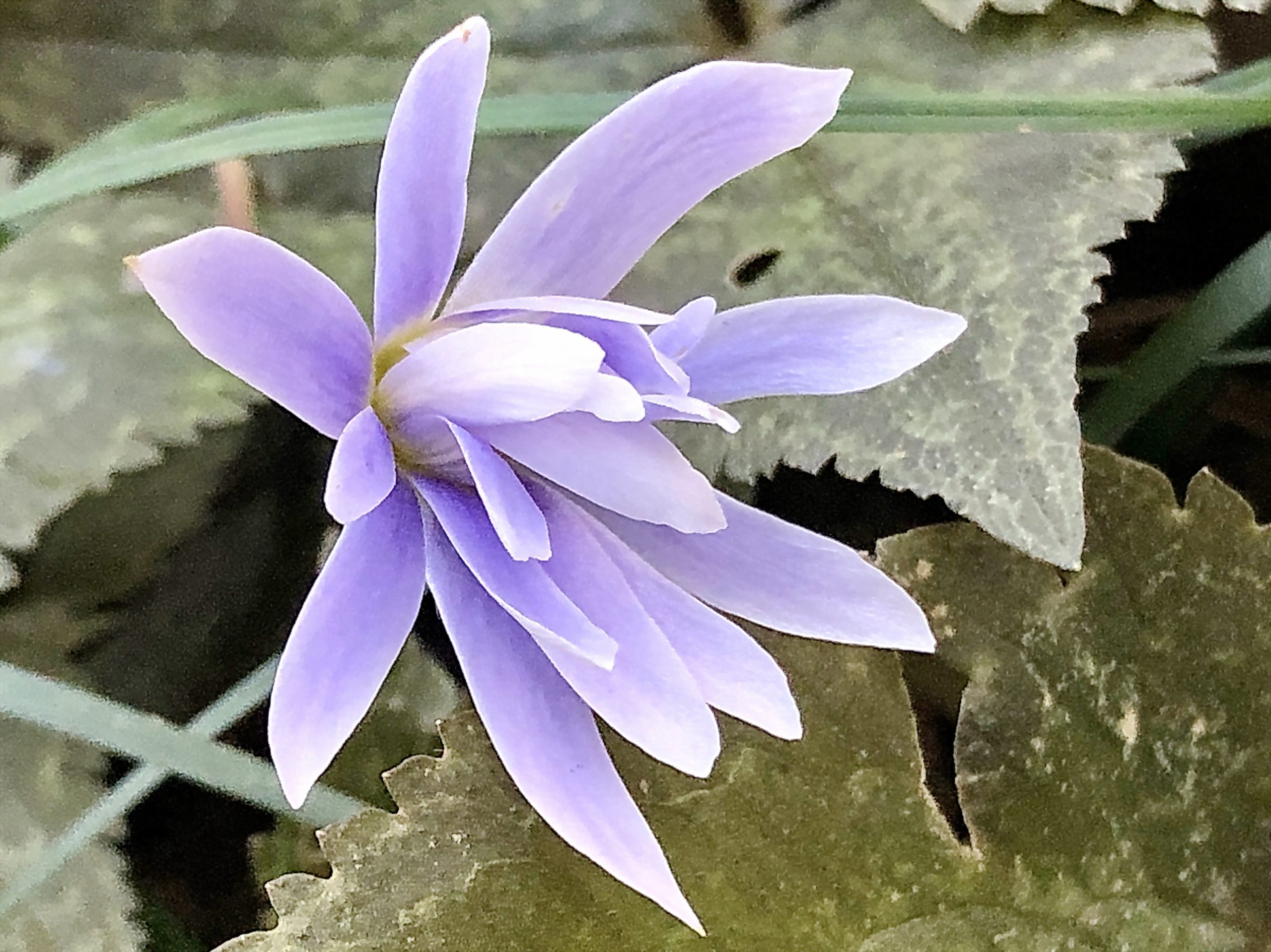 キンポウゲ科 ユキワリイチゲ 雪割一華 とキクザキイチゲ 菊咲一華 奥行き１ｍの果樹園