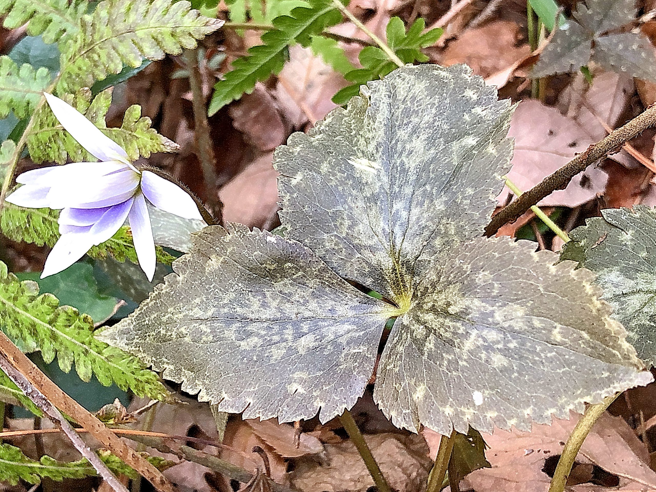 キンポウゲ科 ユキワリイチゲ 雪割一華 とキクザキイチゲ 菊咲一華 奥行き1mの果樹園 キンポウゲ科 ユキワリイチゲ 雪割一華 とキクザキイチゲ 菊咲一華 奥行き1mの果樹園