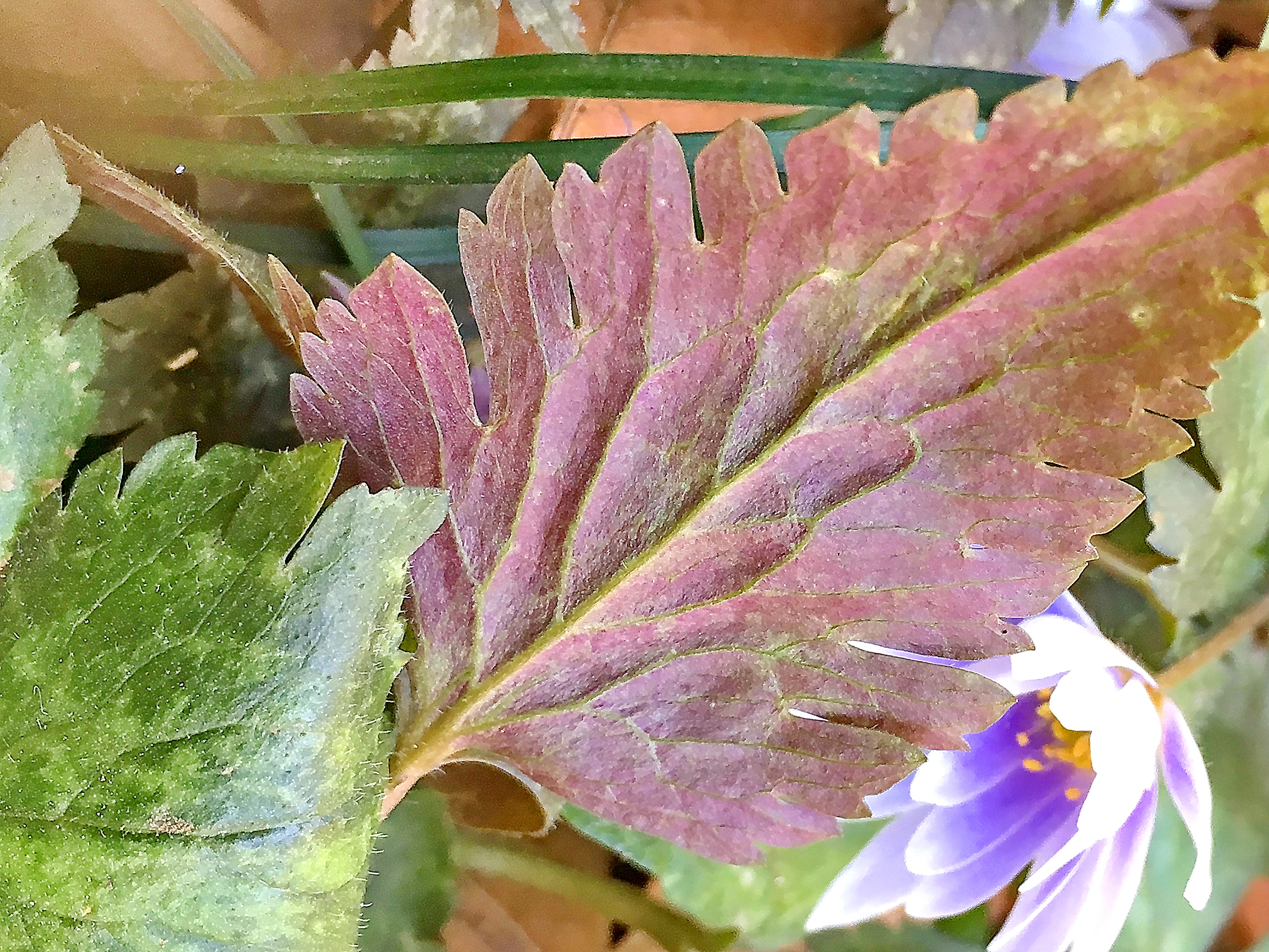 キンポウゲ科 ユキワリイチゲ 雪割一華 とキクザキイチゲ 菊咲一華 奥行き１ｍの果樹園