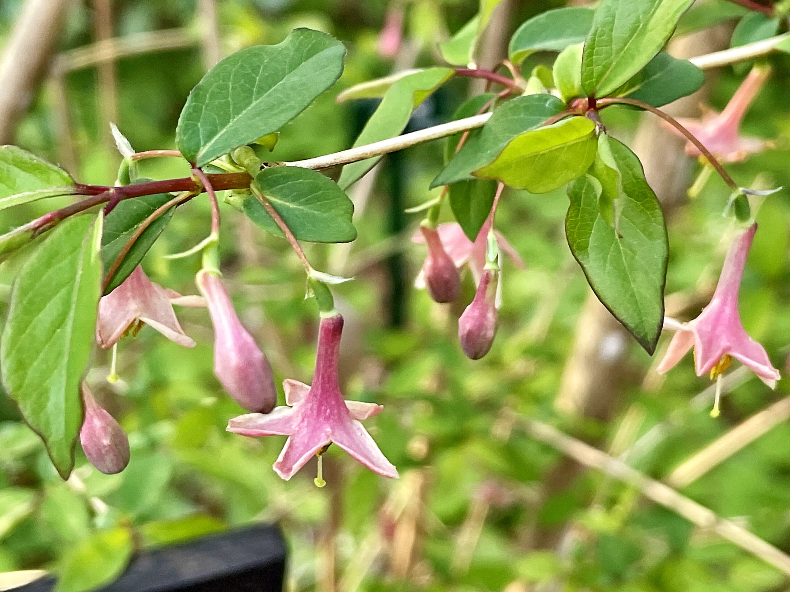 スイカズラ科 ウグイスカグラ 鴬神楽 奥行き１ｍの果樹園