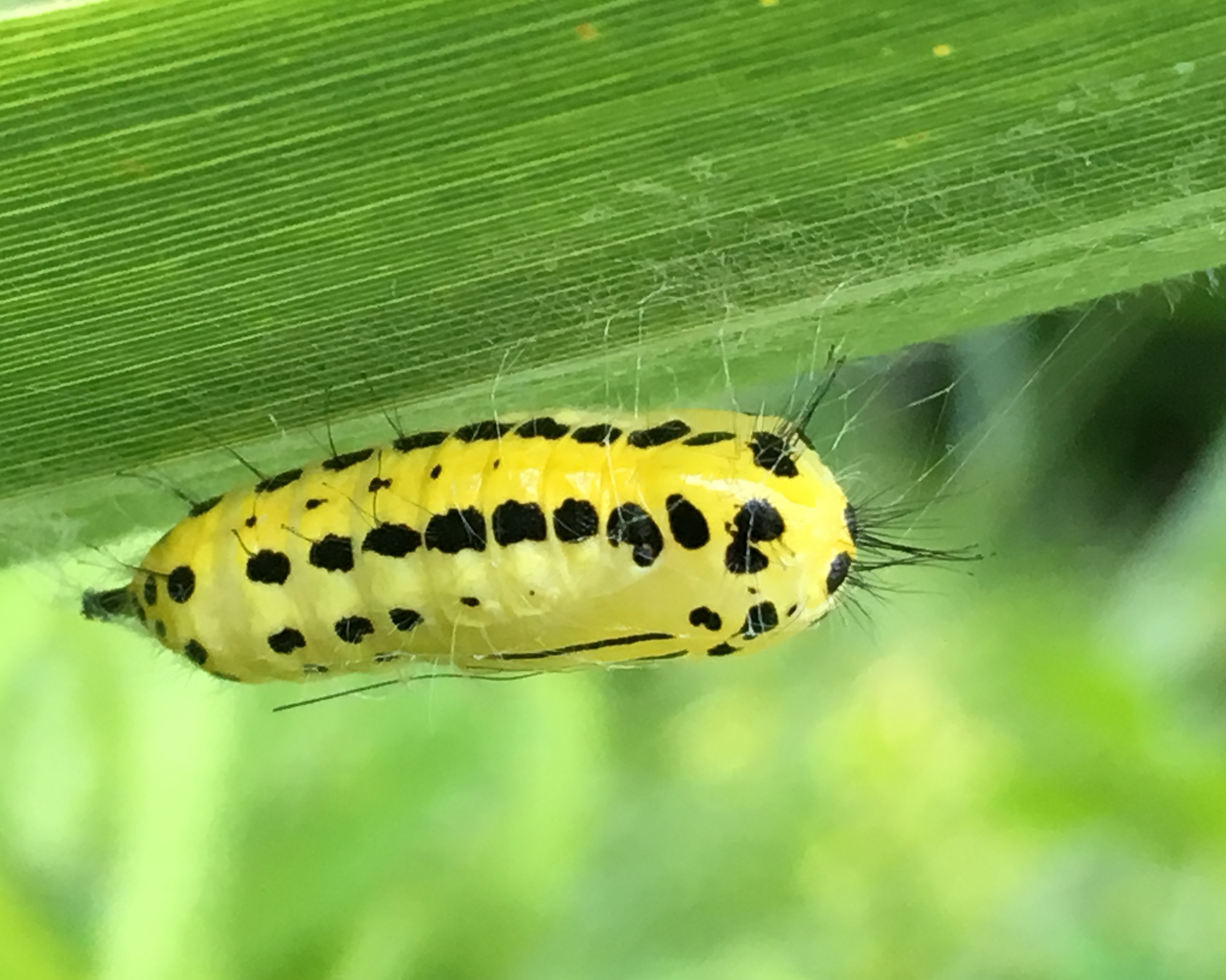 キアシドクガの大発生 奥行き１ｍの果樹園