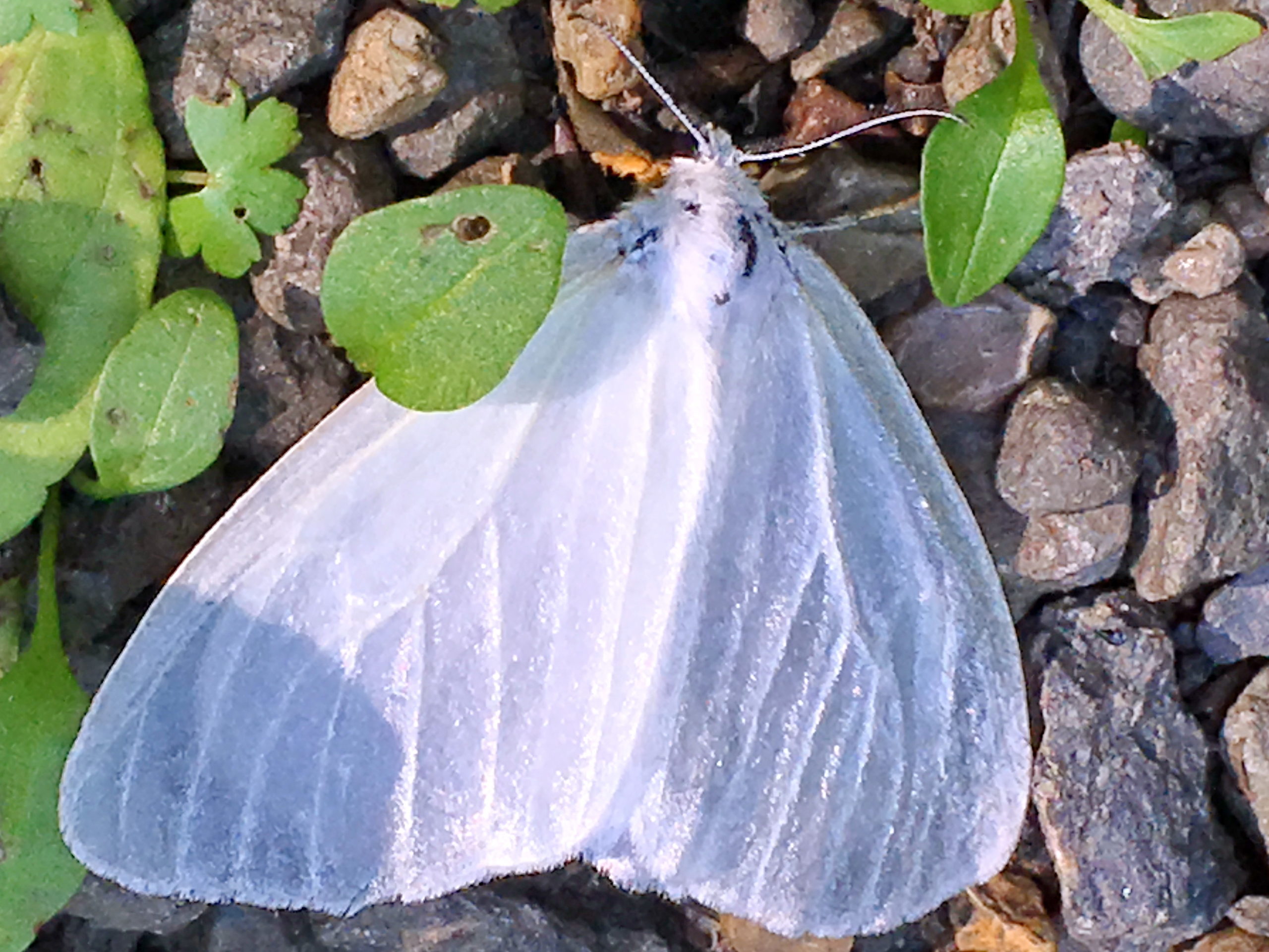 キアシドクガの大発生 奥行き１ｍの果樹園