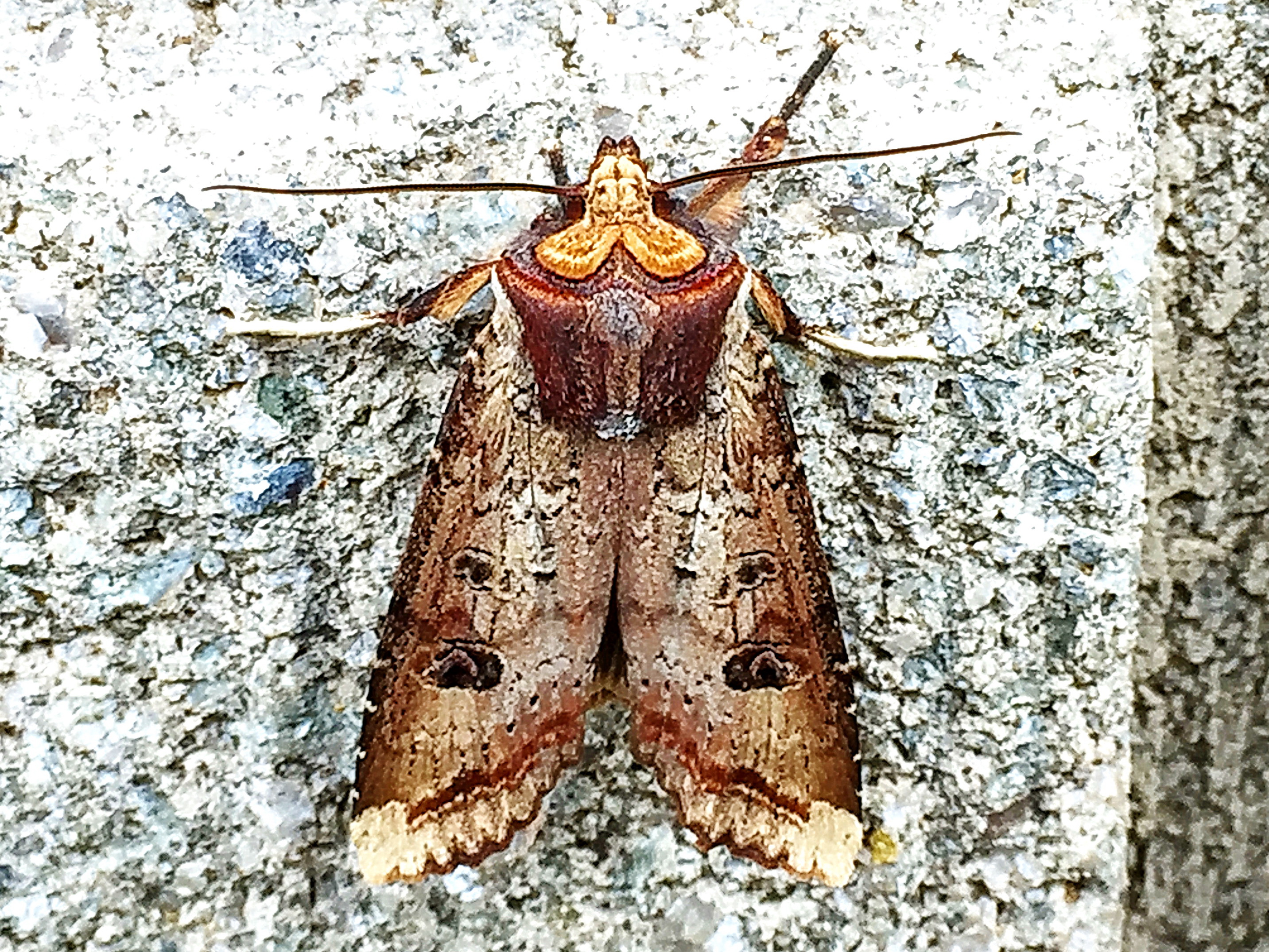 ヤガ科 キバラモクメキリガ 奥行き1mの果樹園 ヤガ科 キバラモクメキリガ 奥行き1mの果樹園