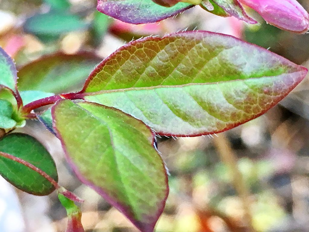 ウグイスカグラの葉
