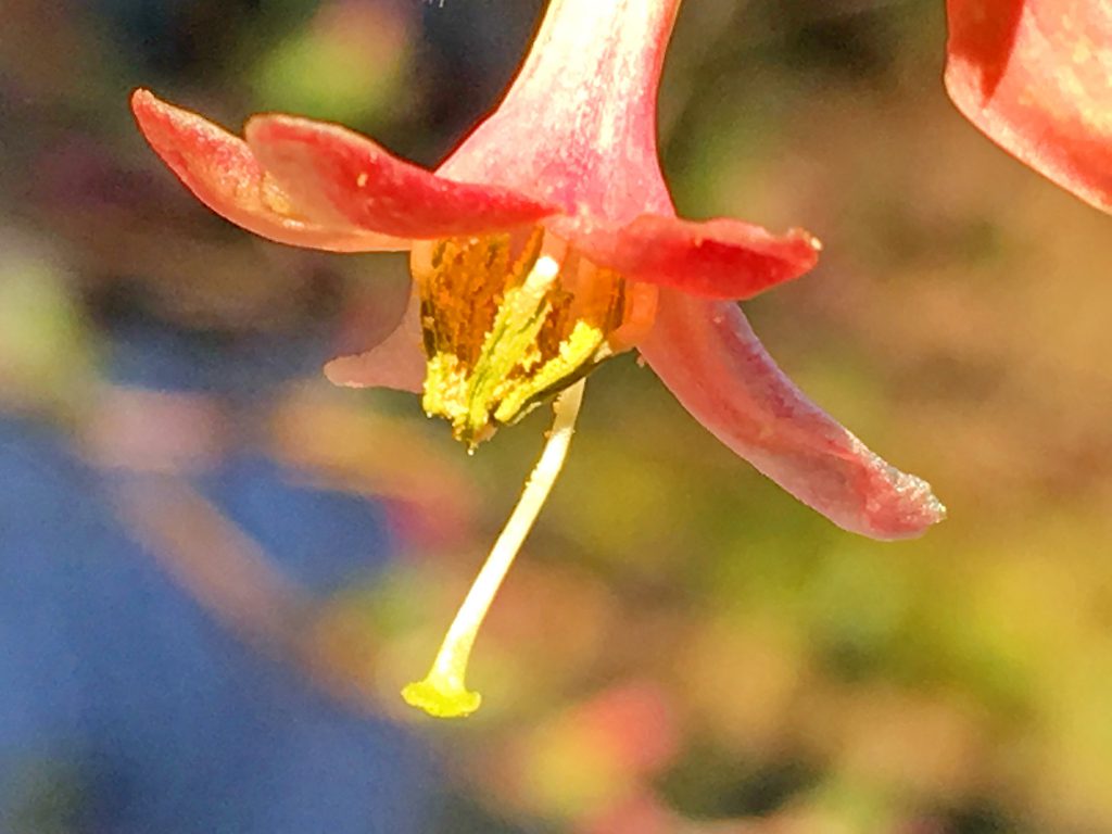 ウグイスカグラの花