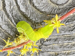 キバラモクメキリガの中齢幼虫