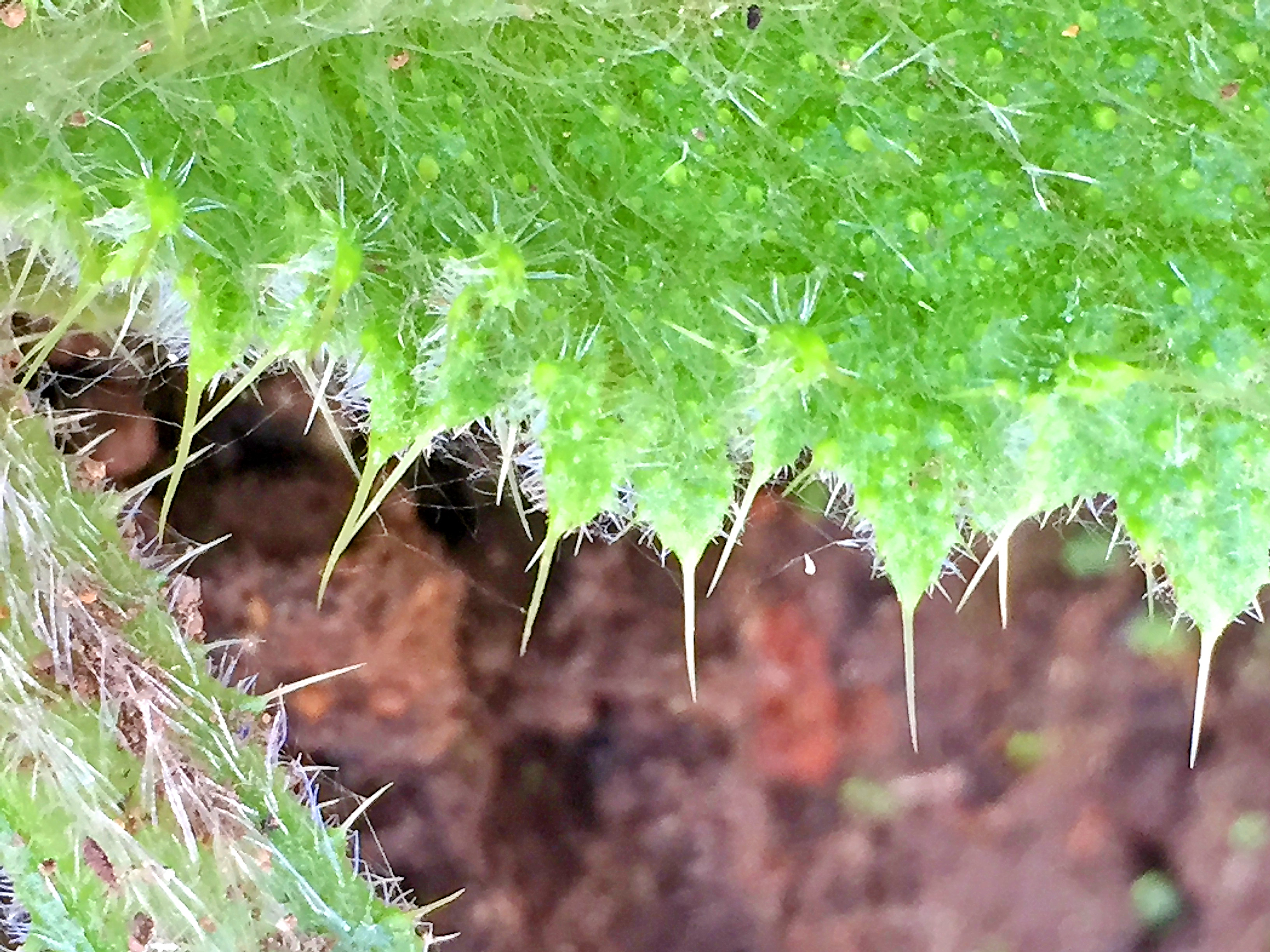 キク科 アメリカオニアザミ 奥行き１ｍの果樹園