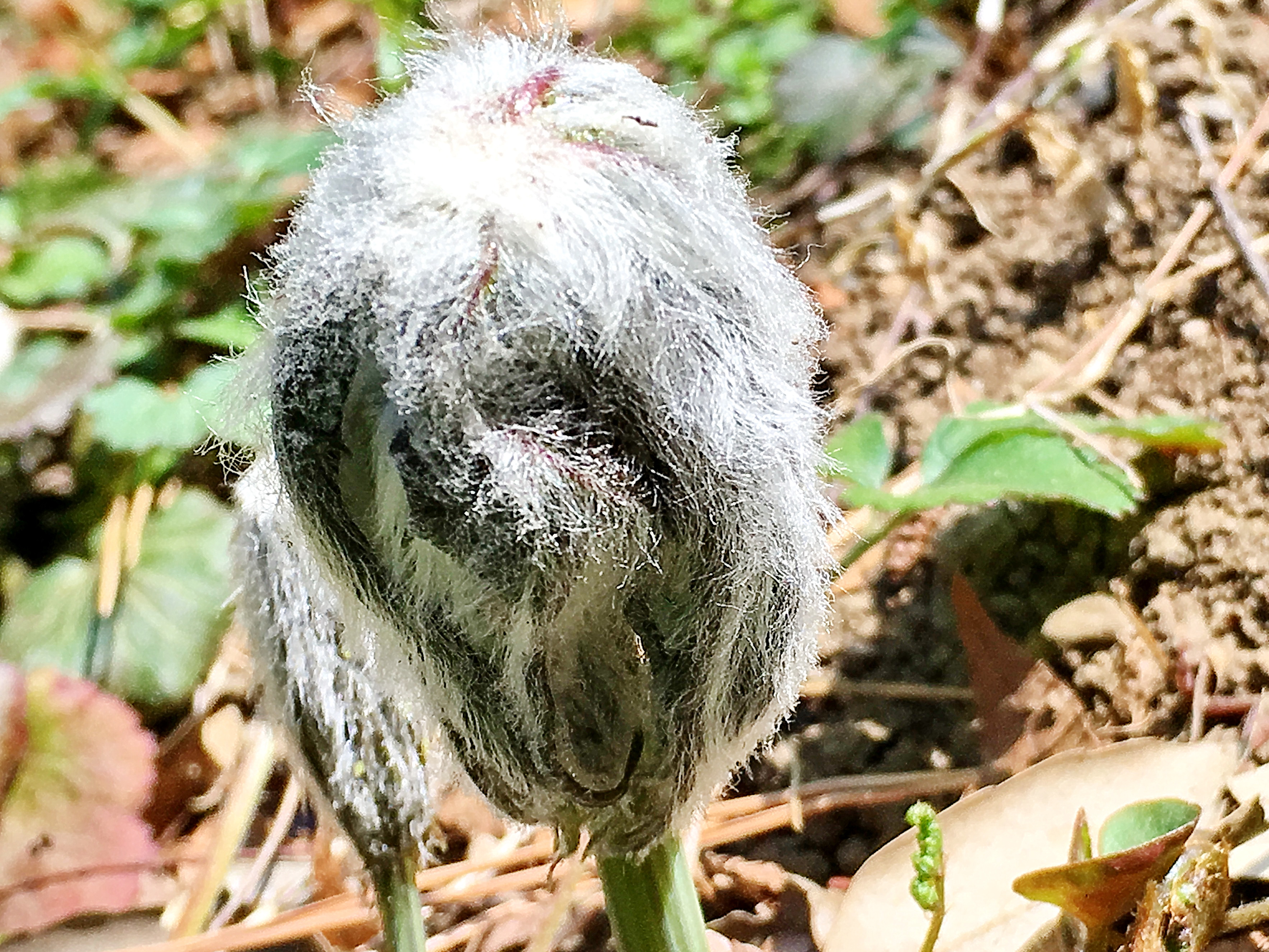 キク科 ヤブレガサ 破傘 奥行き１ｍの果樹園