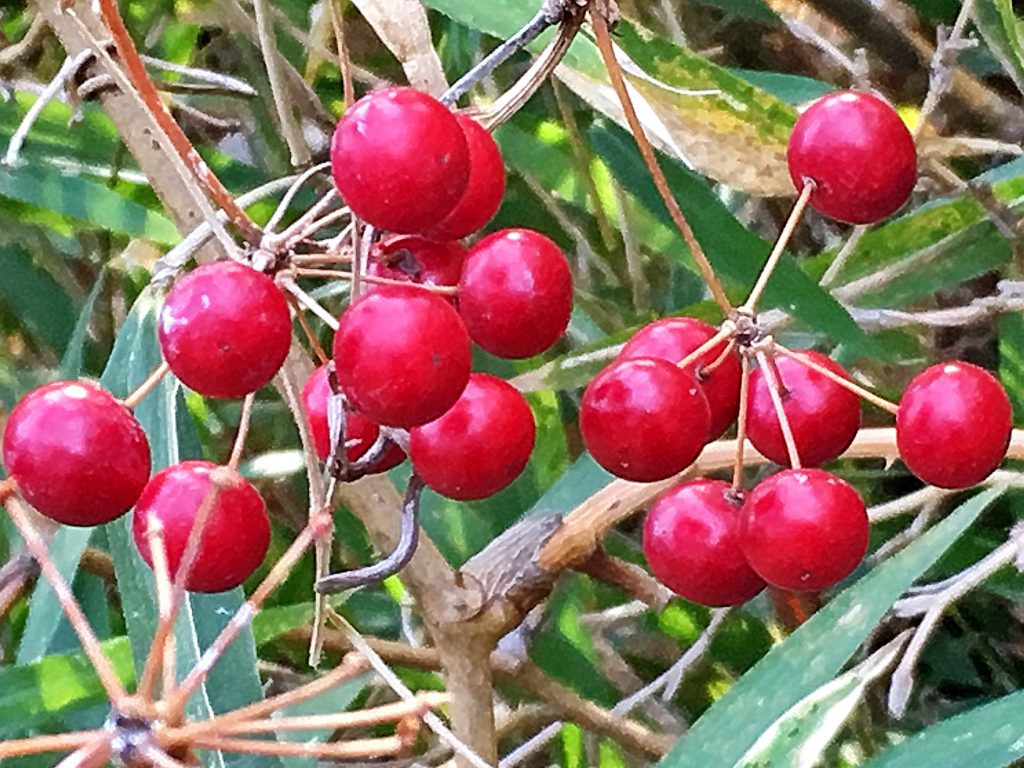 サルトリイバラの赤い果実