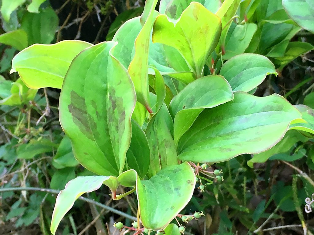 サルトリイバラの葉