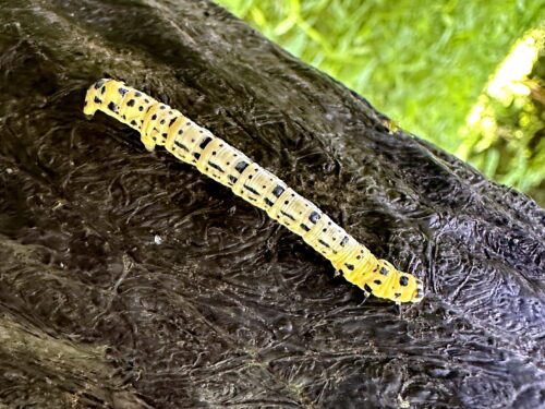 ヒロオビトンボエダシャクの幼虫