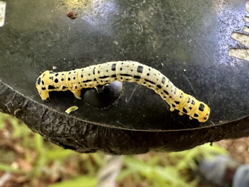 ヒロオビトンボエダシャクの幼虫