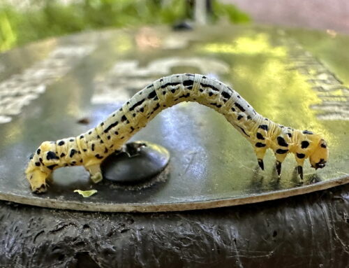ヒロオビトンボエダシャクの幼虫