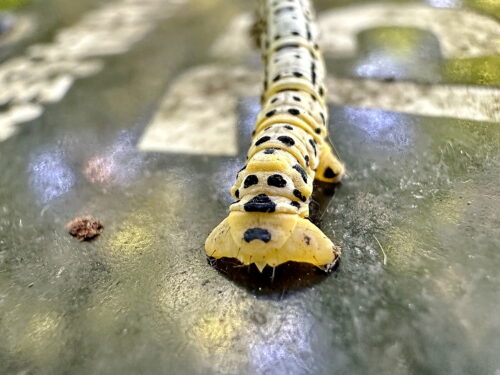 ヒロオビトンボエダシャクの幼虫