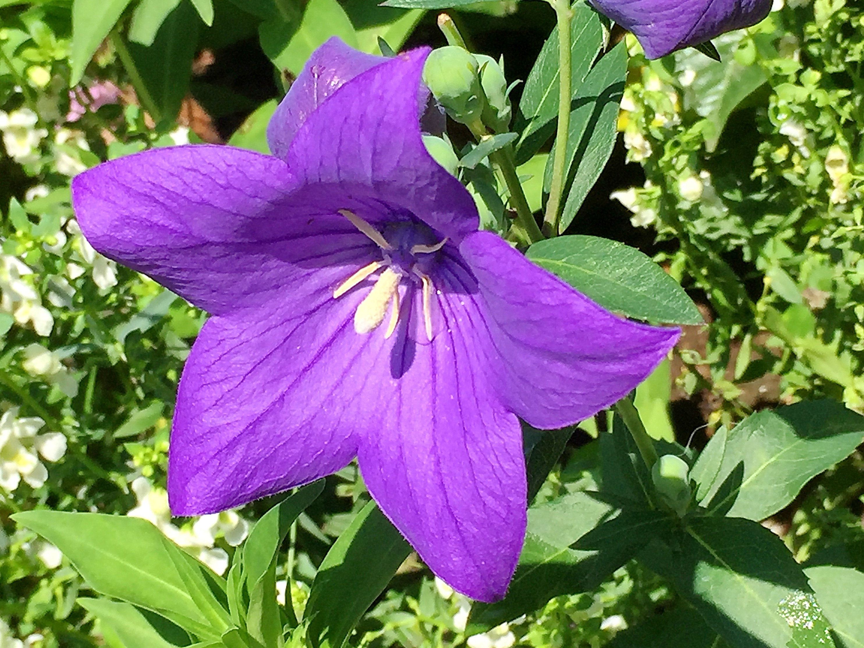 キキョウ科 キキョウ 桔梗 奥行き１ｍの果樹園