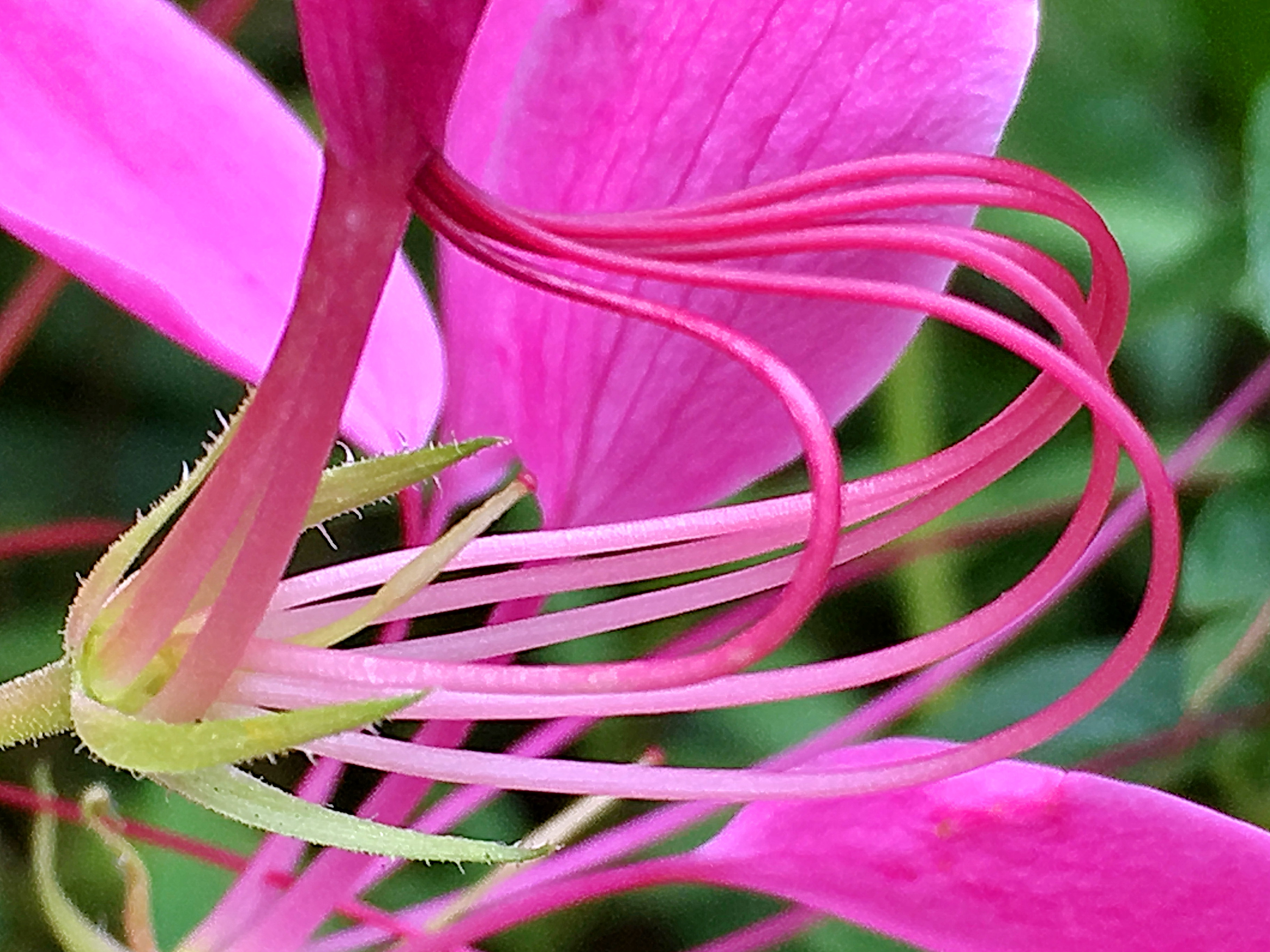 人気沸騰ブラドン クレオメ 西洋風蝶草 の花のタペストリー インテリア 飾り