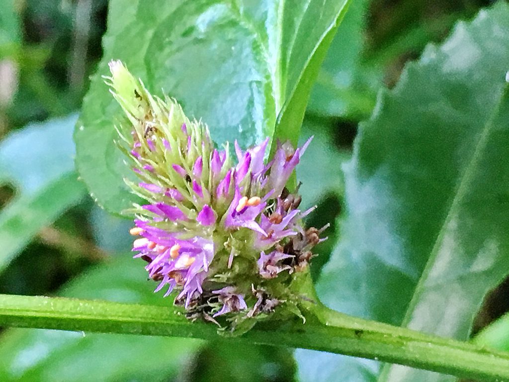オオバコ科 トラノオスズカケ 虎の尾鈴懸 奥行き１ｍの果樹園