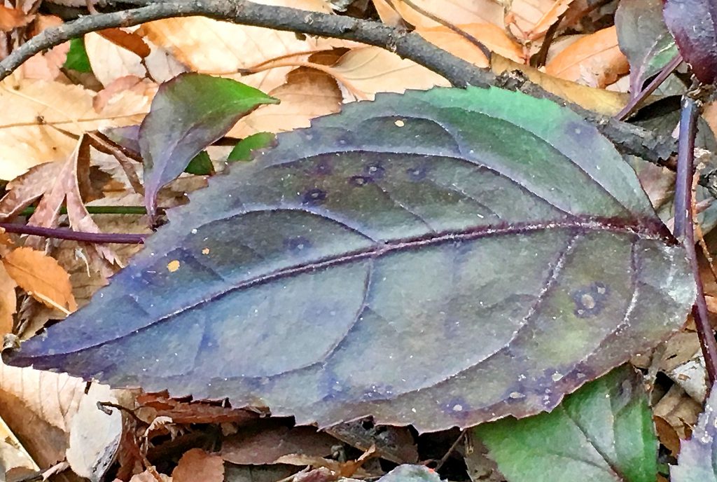 トラノオスズカケの葉
