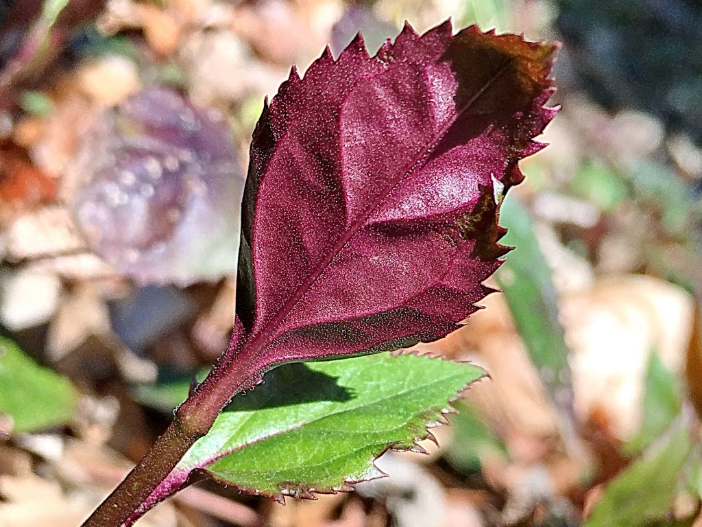 トラノオスズカケの葉