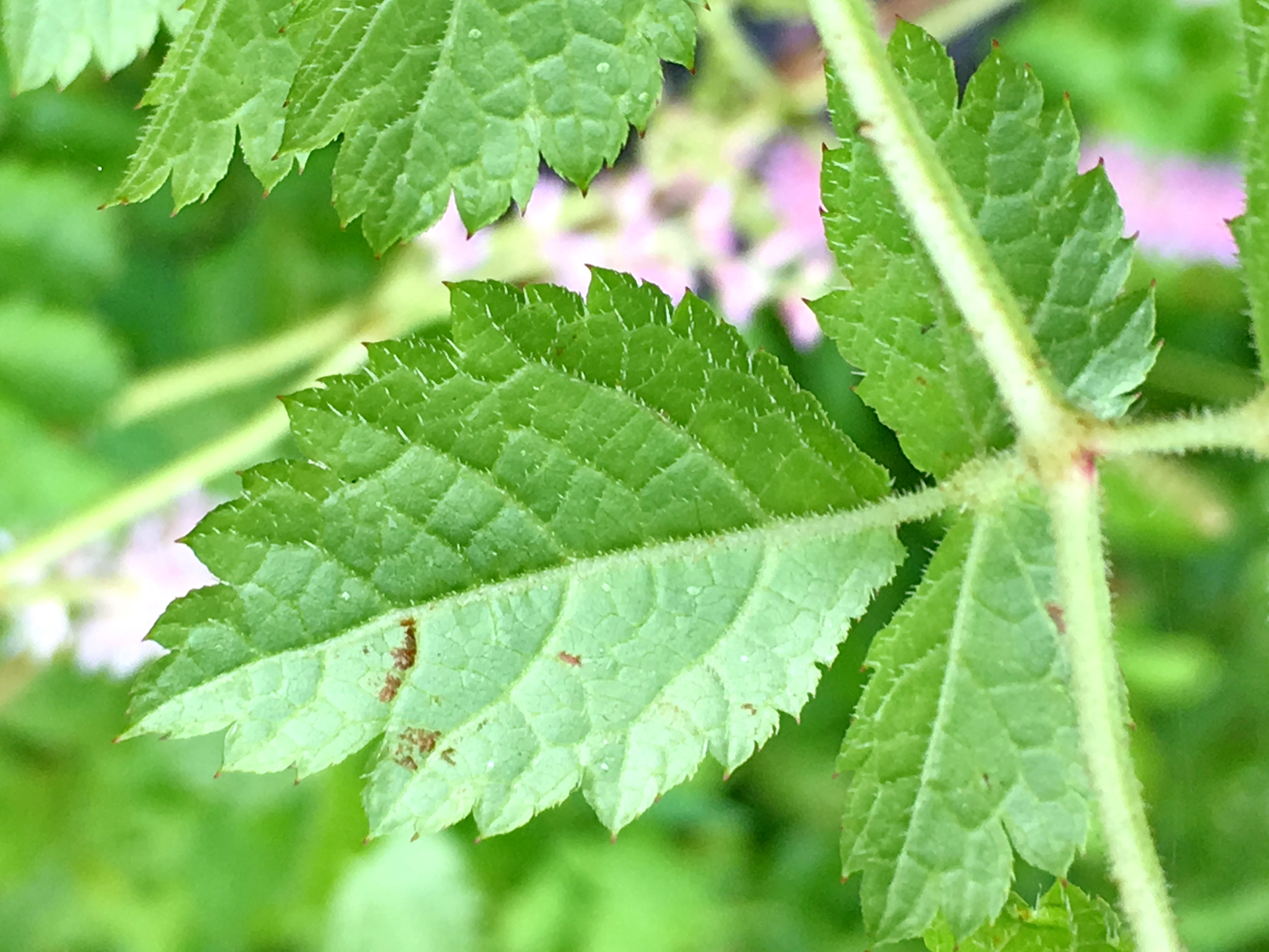 ユキノシタ科 チダケサシとトリアシショウマ 奥行き１ｍの果樹園